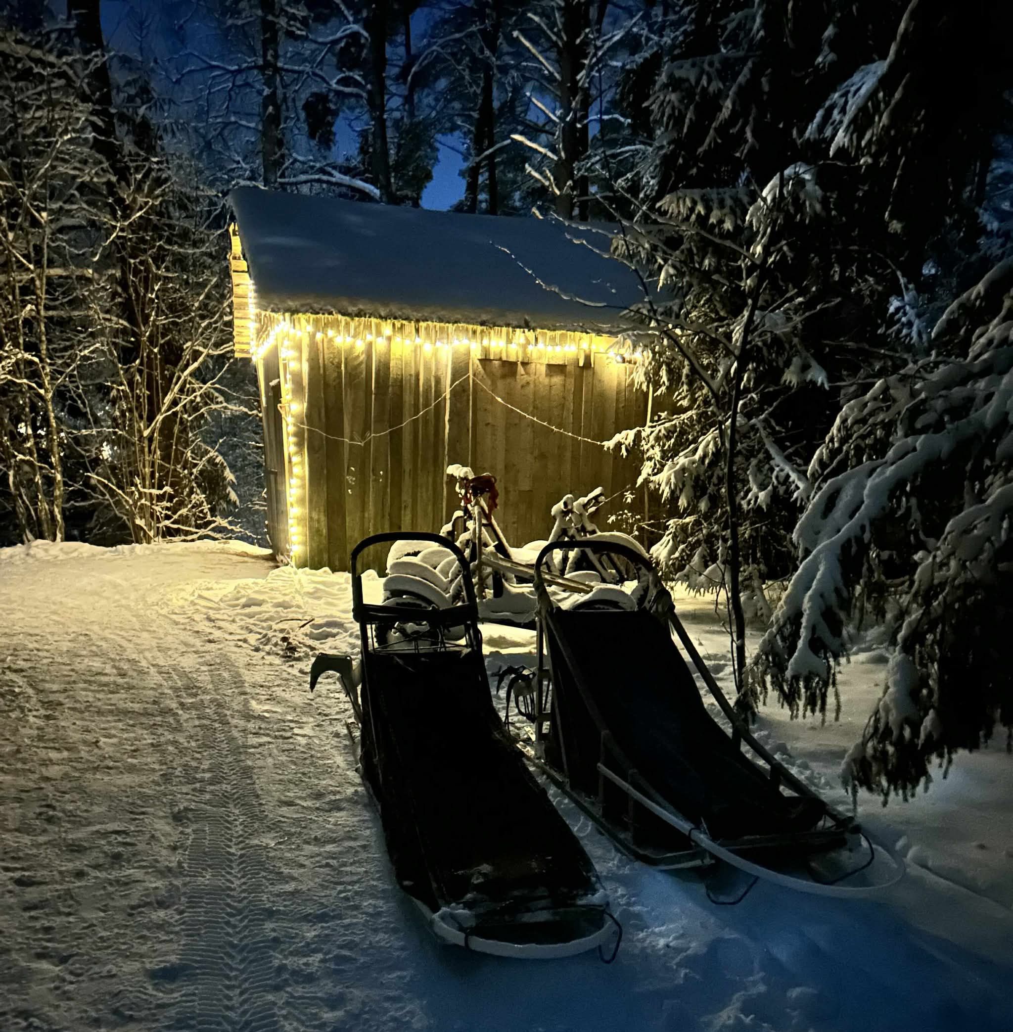 Kelgukoerte kelgud õhtuvalguses