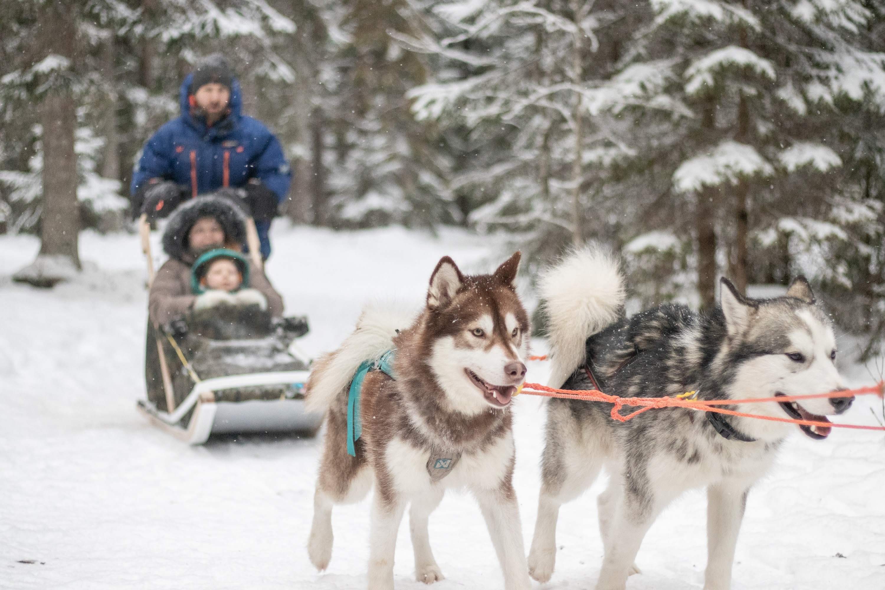 Väikelapsed istuvad kelgul vanemate süles