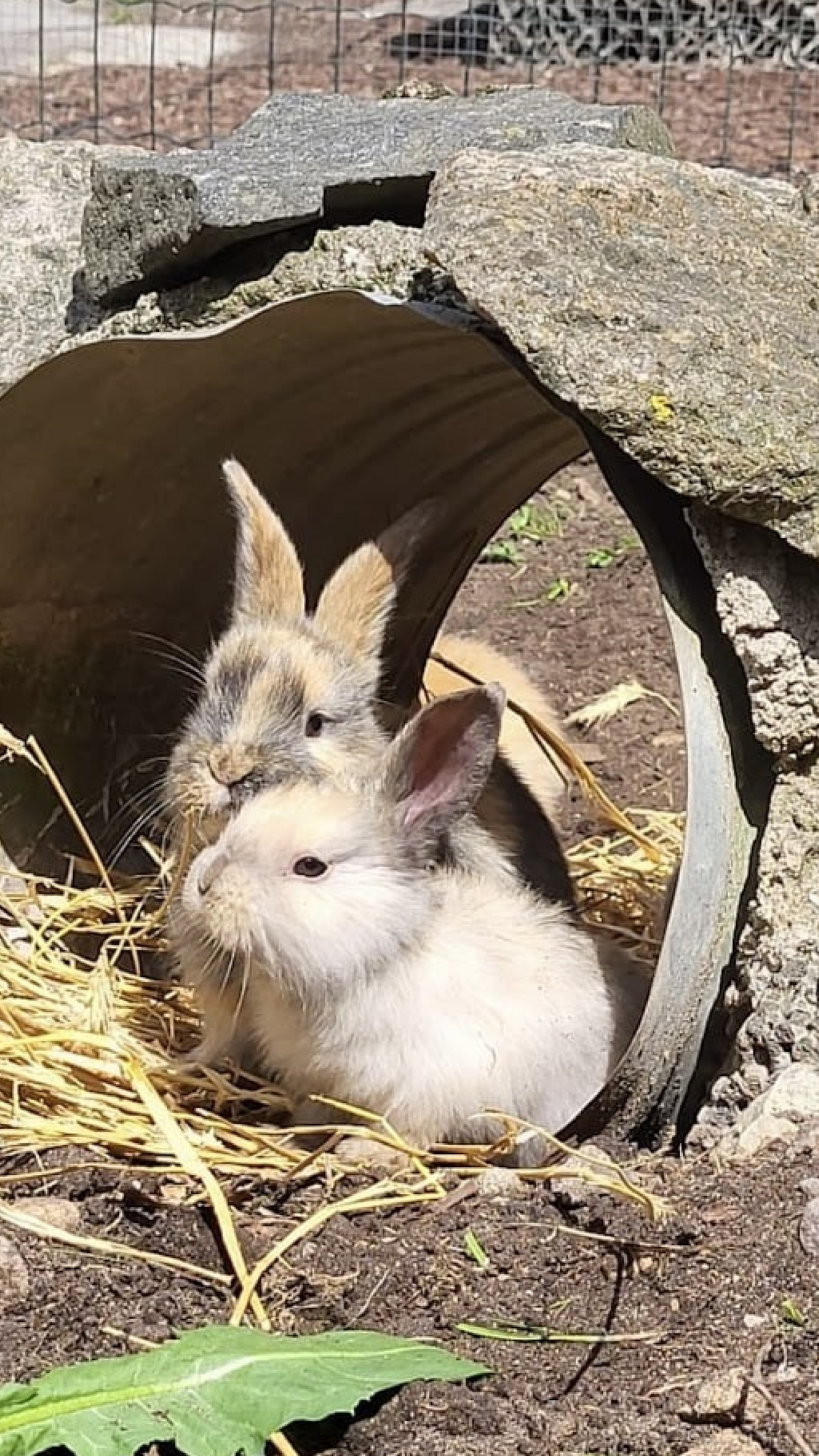 Jänesed Võhma Valgusevabriku õuel
