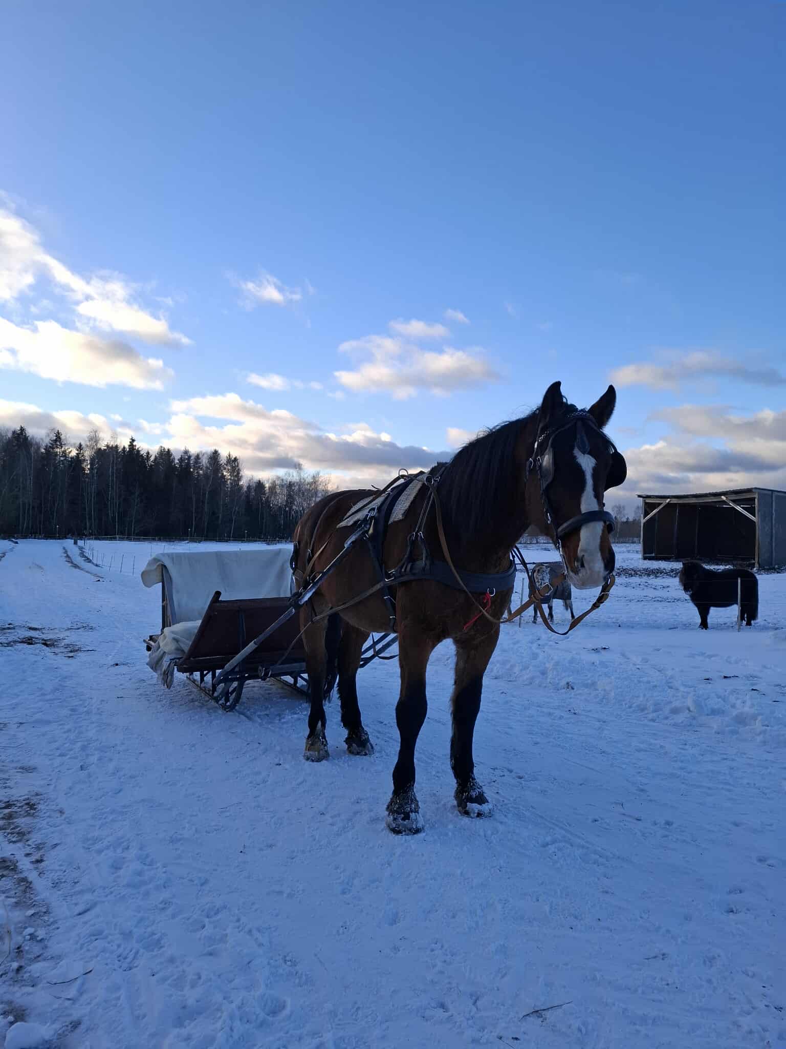 Analoog ootab sõidule