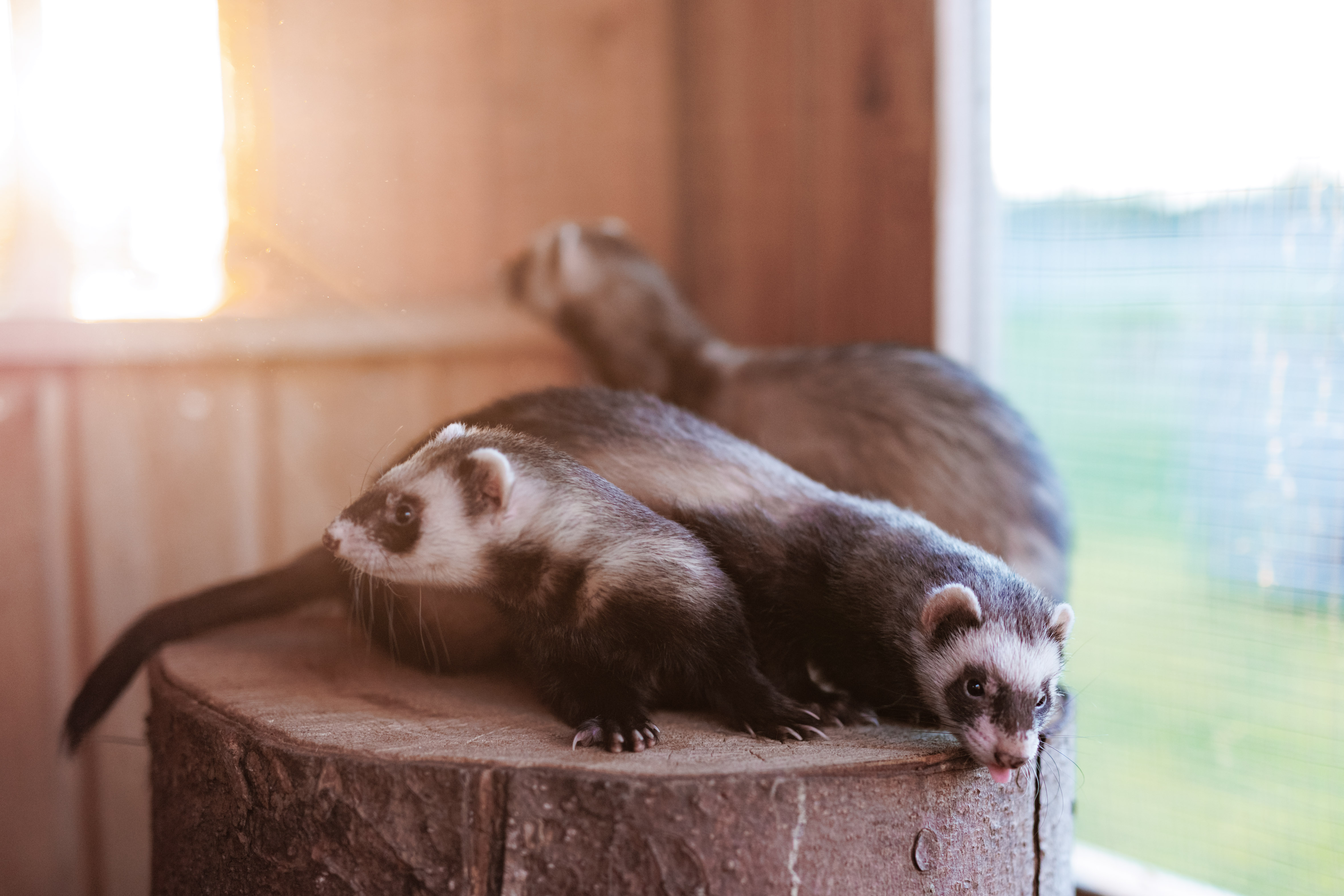 Rootsikalmu Ratsatalu & Loomaaed