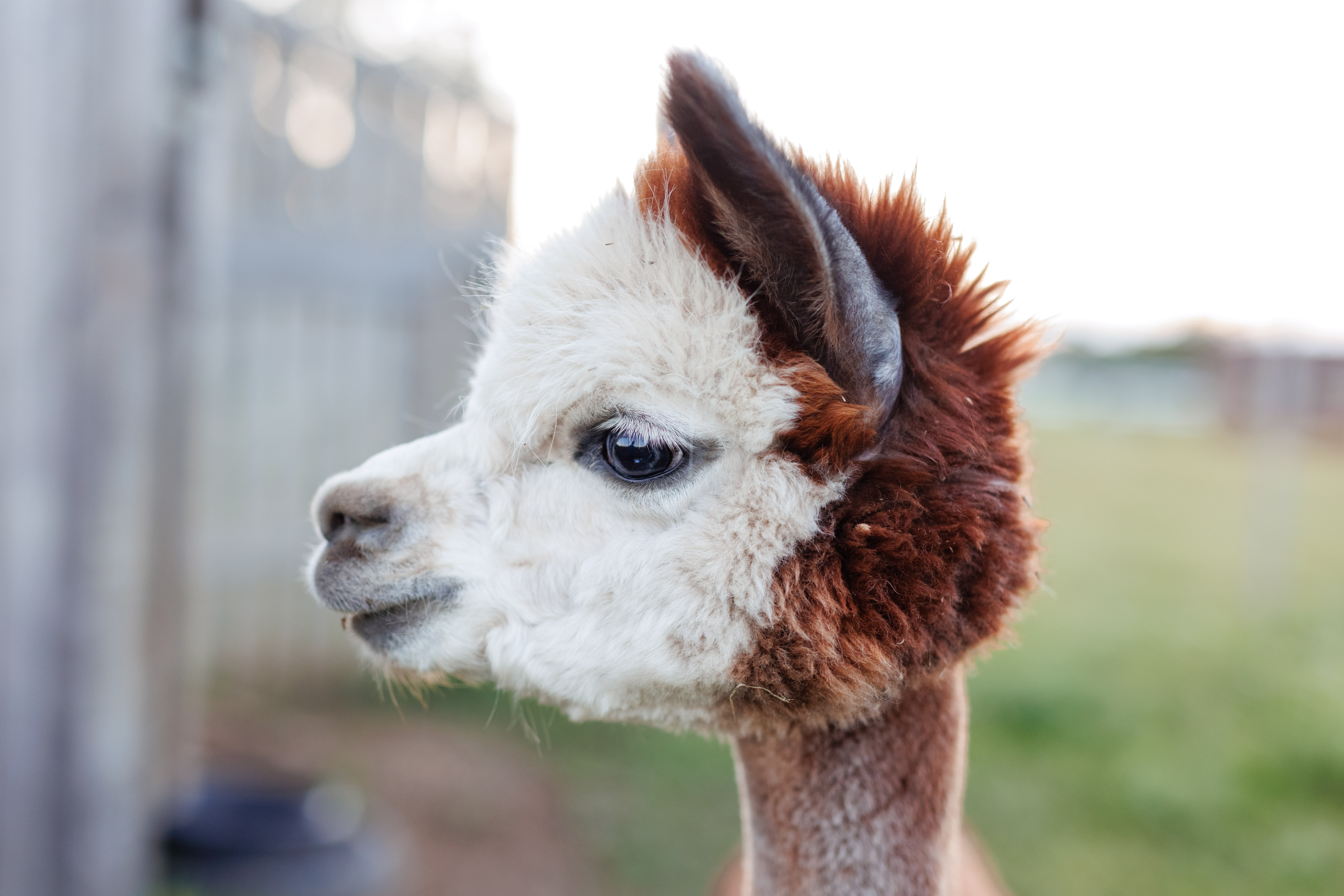 Rootsikalmu Ratsatalu & Loomaaed