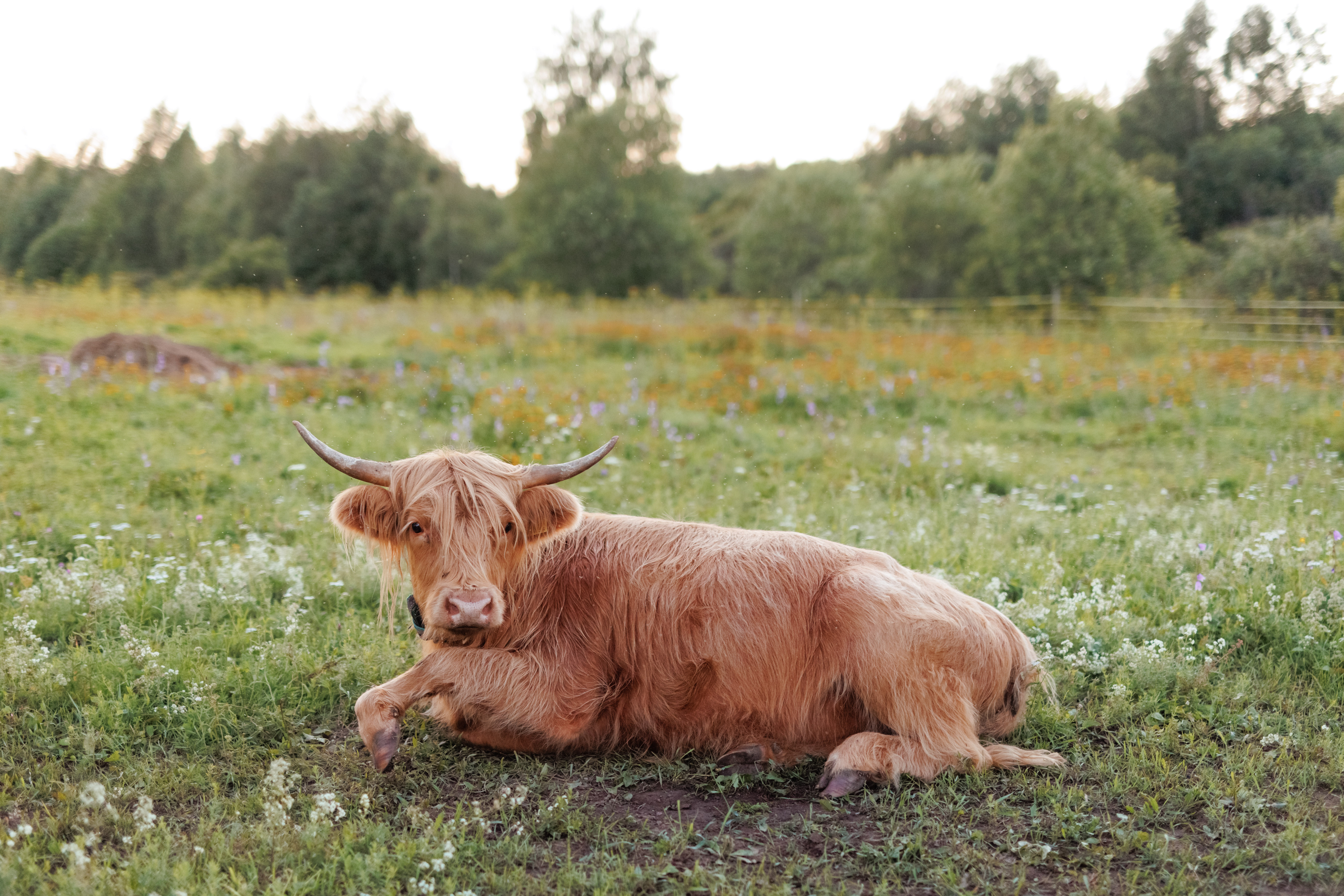 Rootsikalmu Ratsatalu & Loomaaed