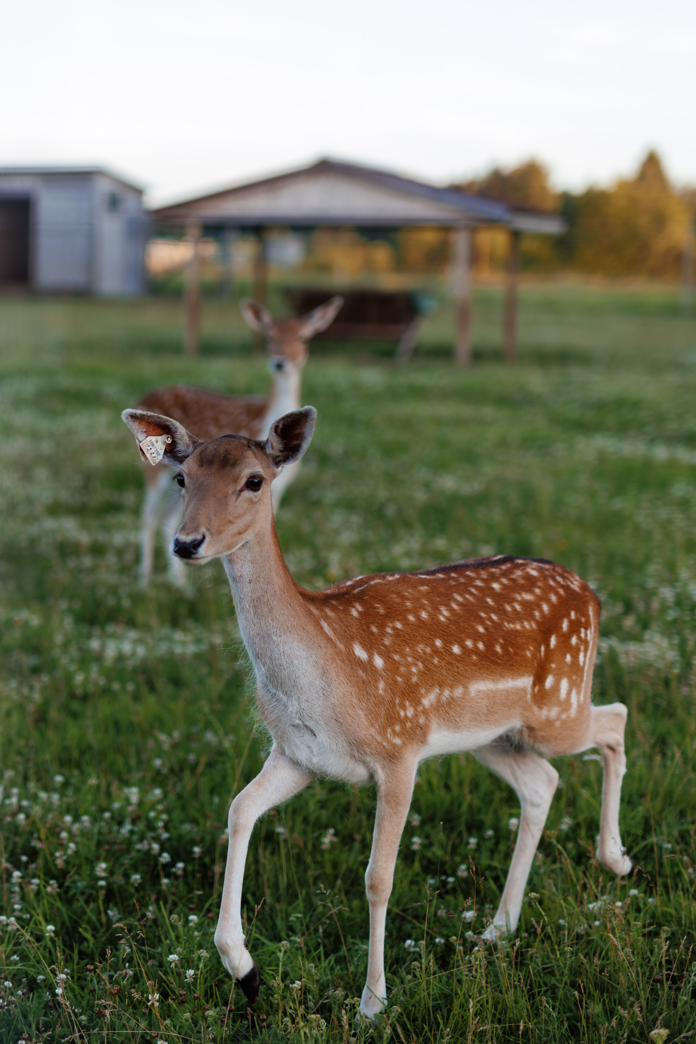 Rootsikalmu Ratsatalu & Loomaaed