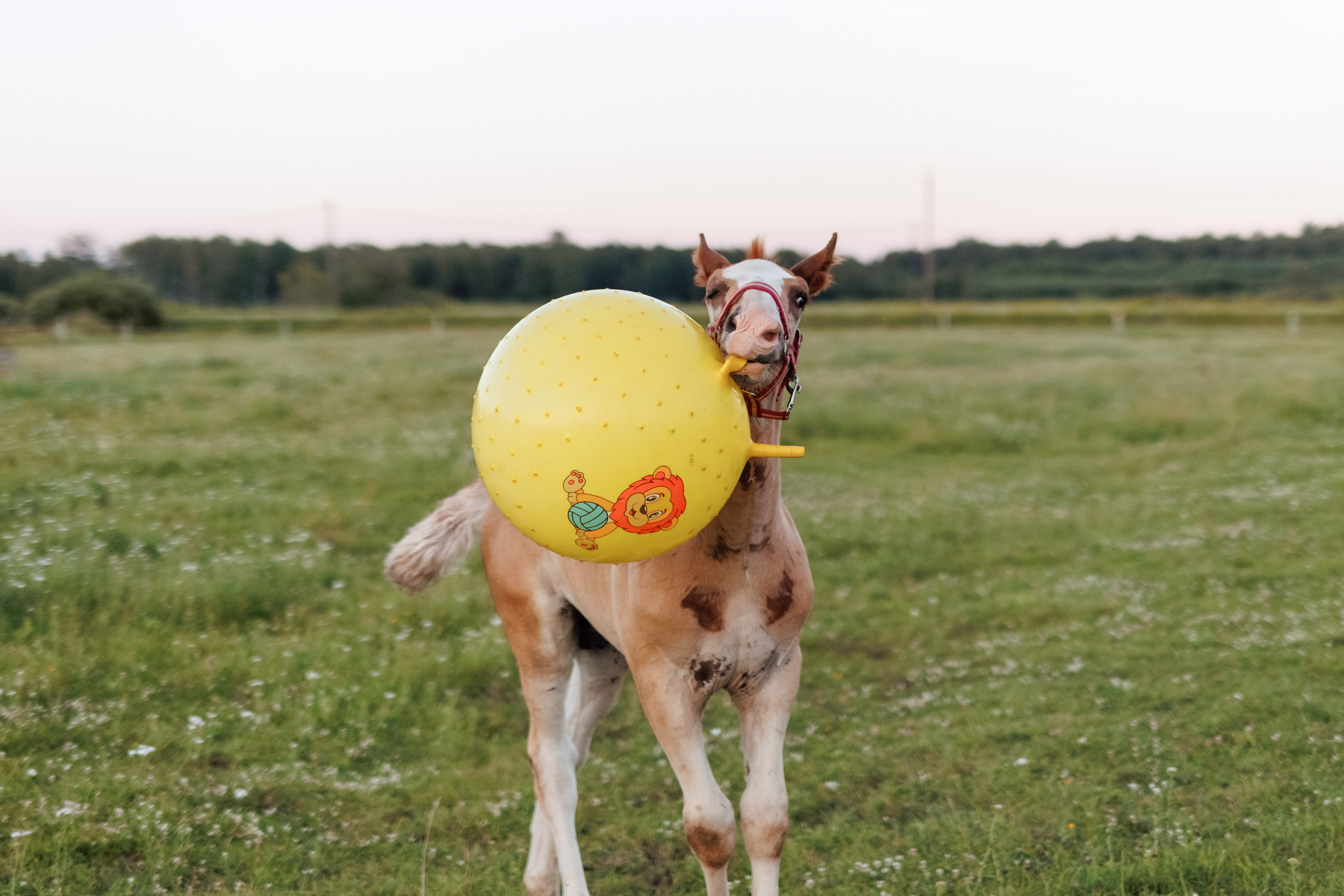 Rootsikalmu Ratsatalu & Loomaaed