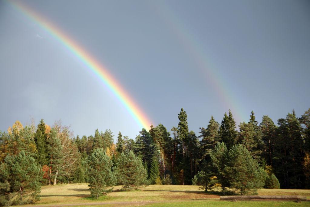 Forest and rainbow in Lahemaa National Park