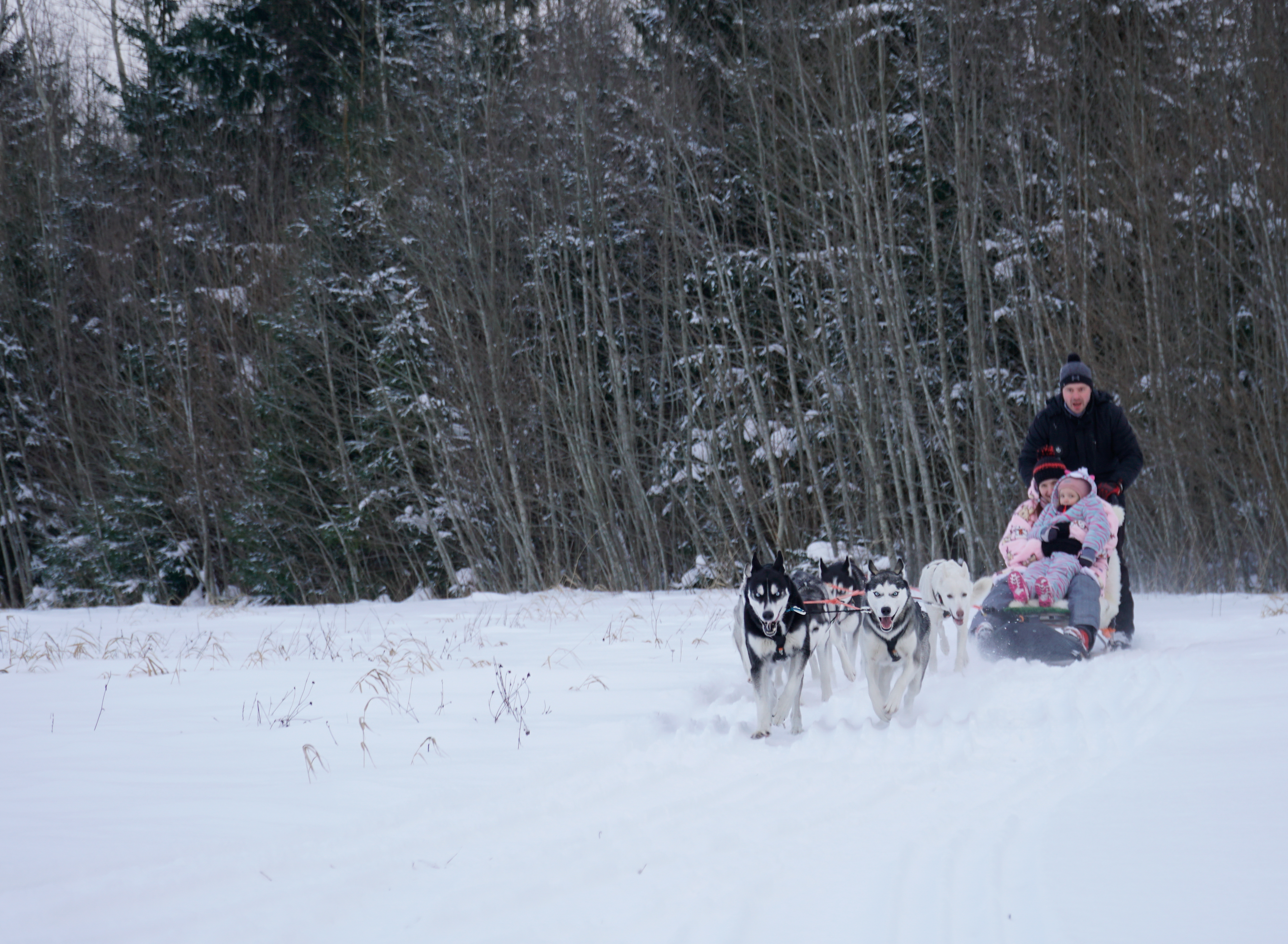 Brauciena pieredze ar suņu pajūgu Pērnavas apriņķī