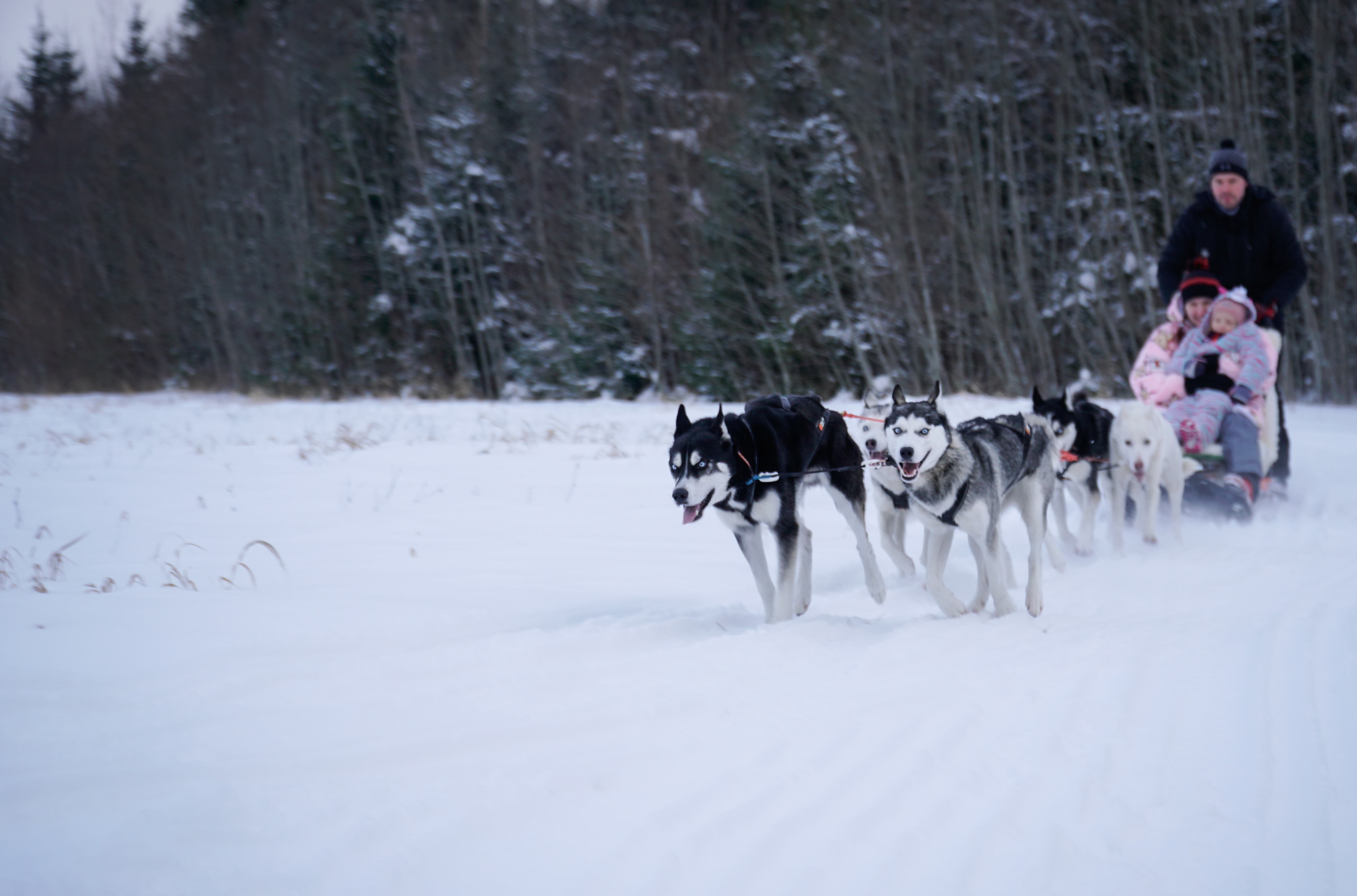 Jūs esat aicināti apmeklēt Pērnavā esošo kamanu suņu audzētavu "Kennel Thurisaz", kur var piedzīvot Sibīrijas haskiju un Alaskas malamutu ikdienas dzī