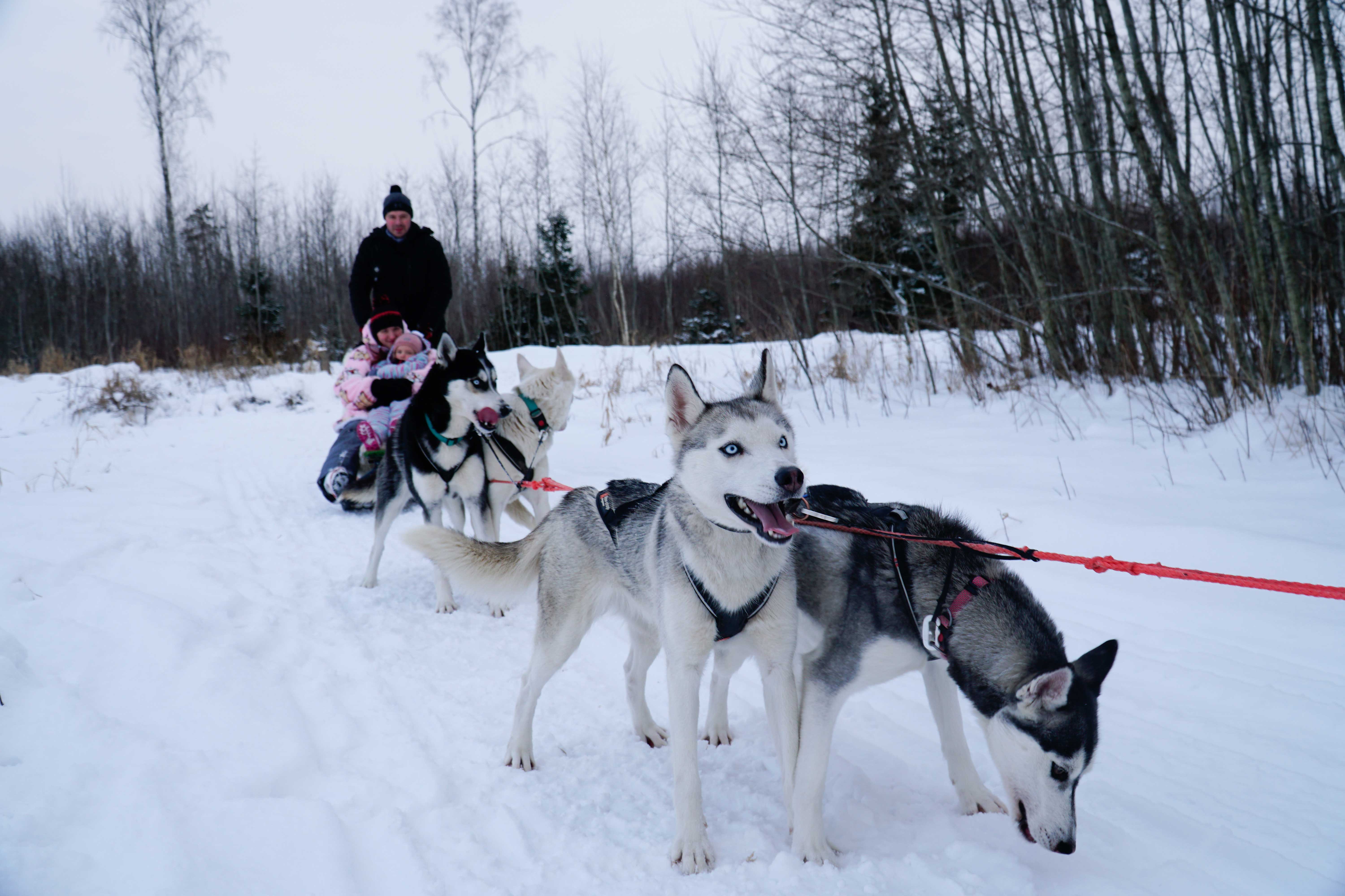 Saueaugu kamanu suņu pieredze
