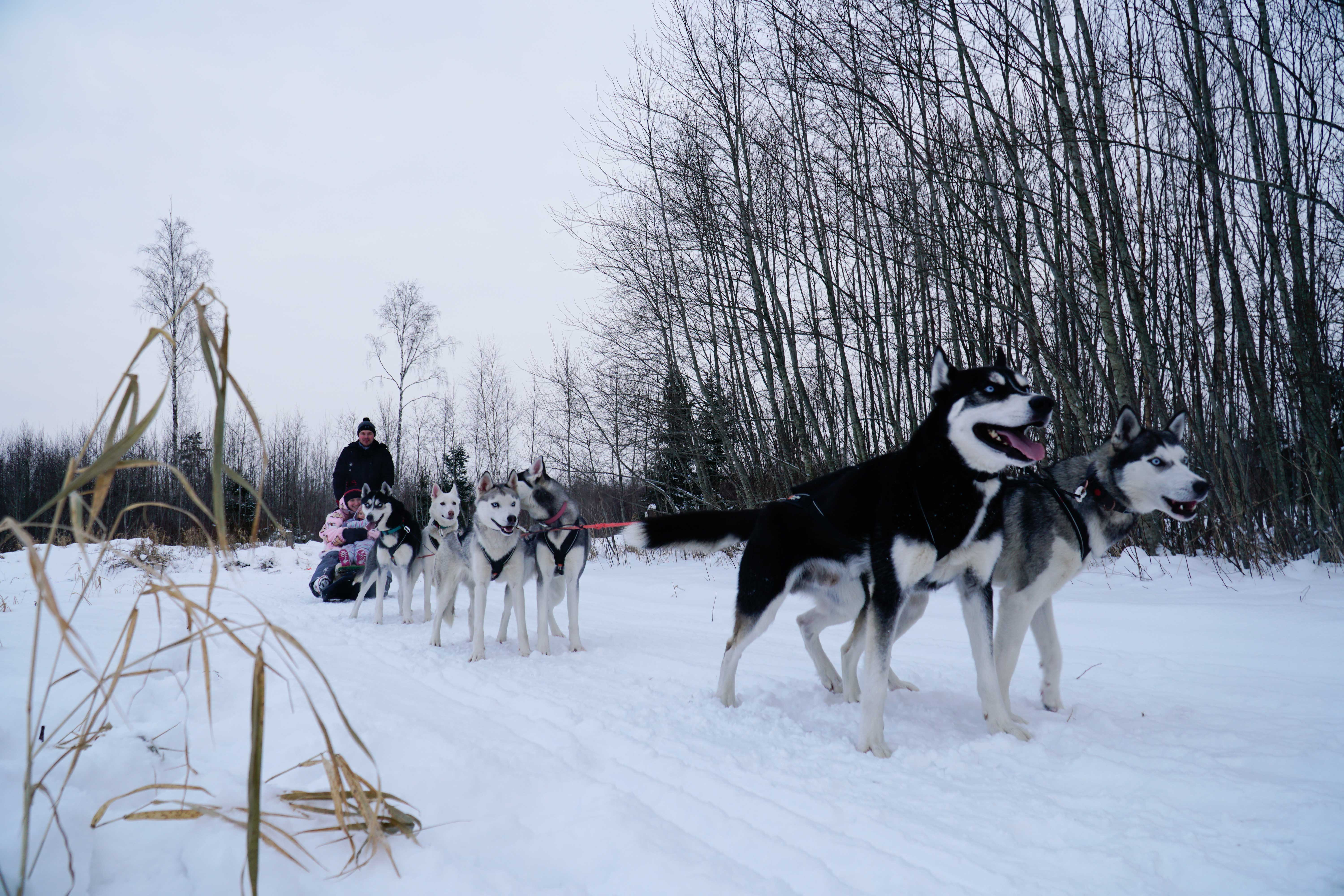 Brauciens ar Sibīrijas haskiju pajūgu Pērnavas apriņķī
