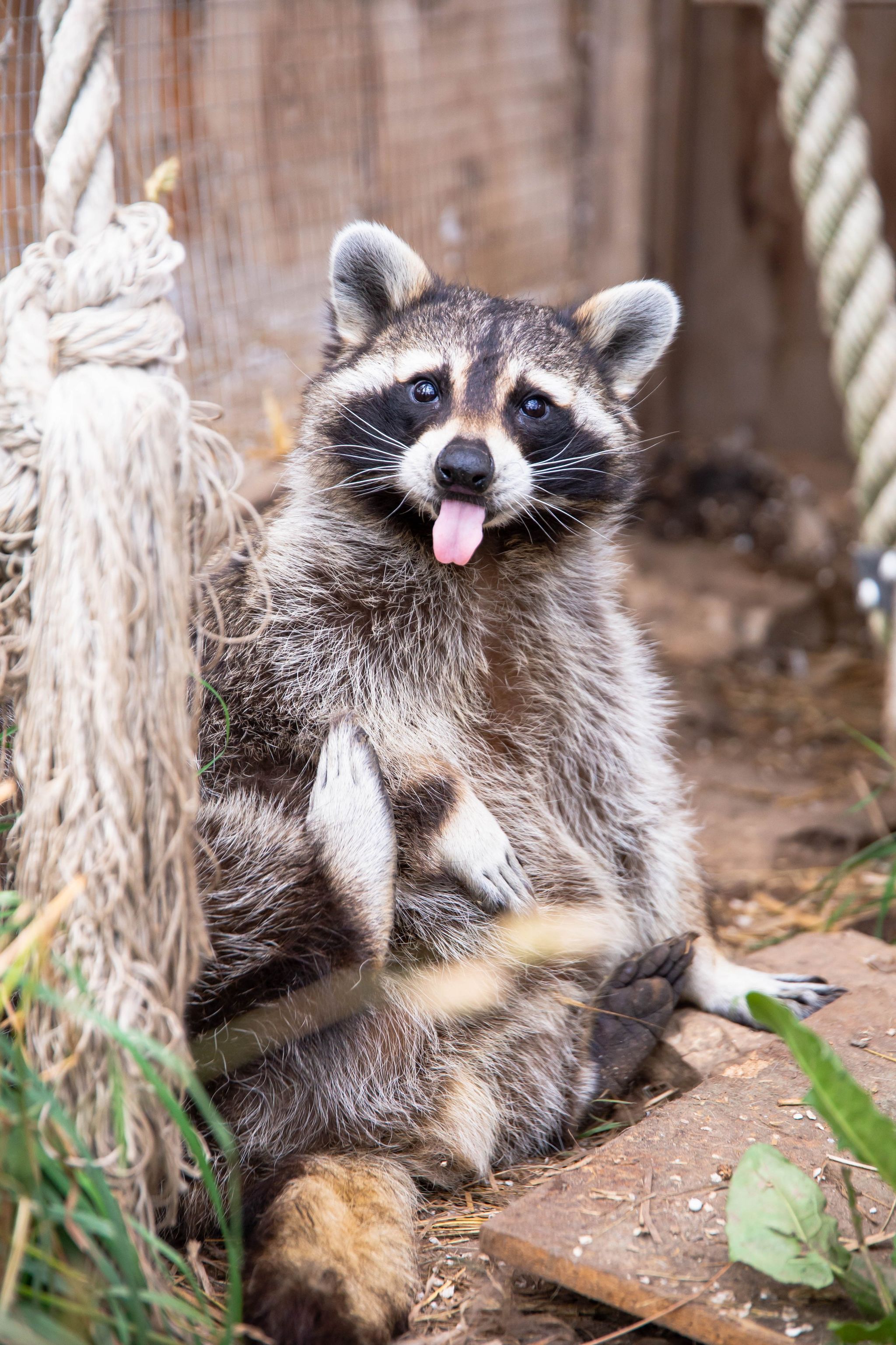 Kaljusalu talu pesukaru Tipsi