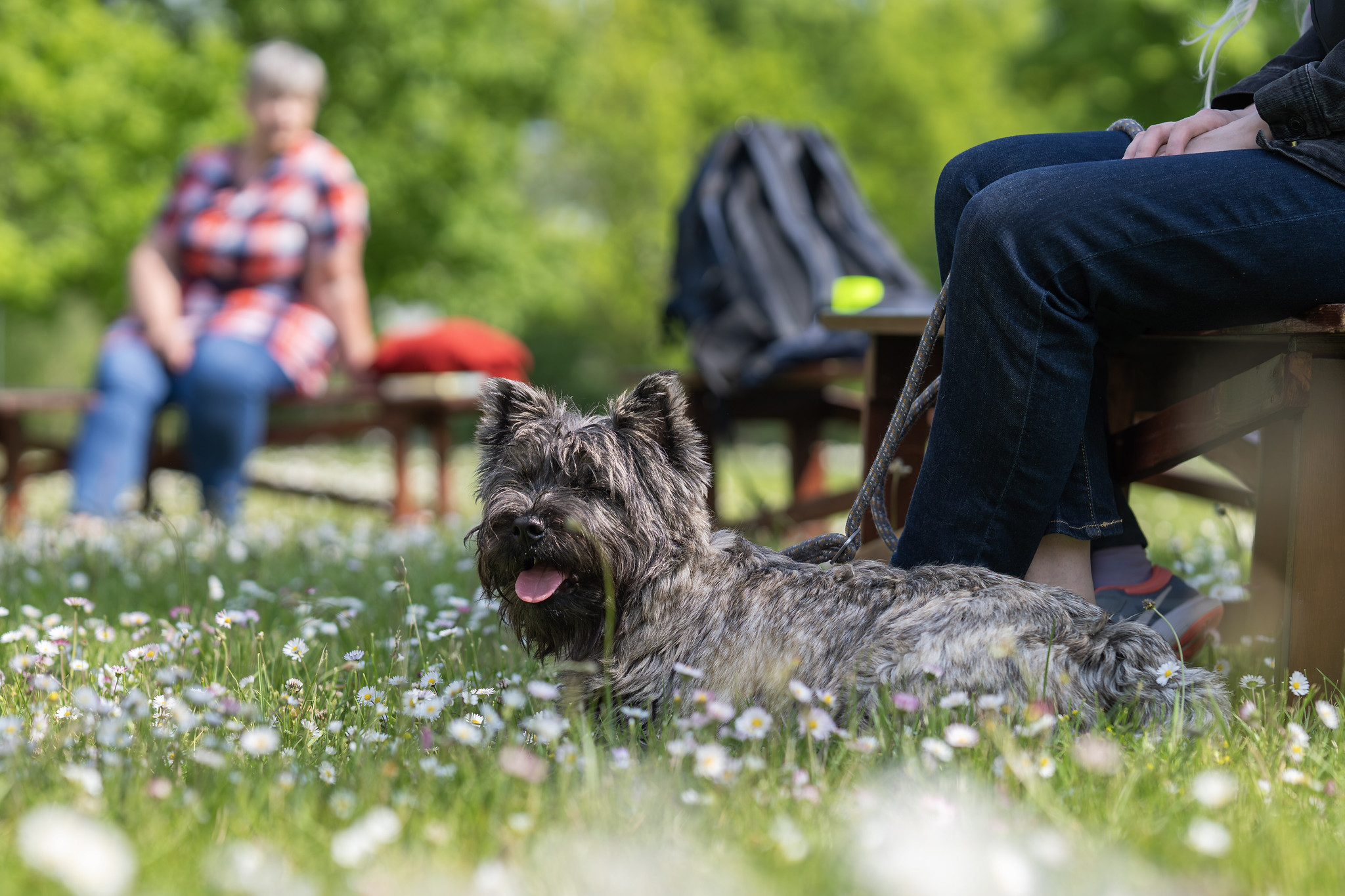 Koer Vabrikuväljakul