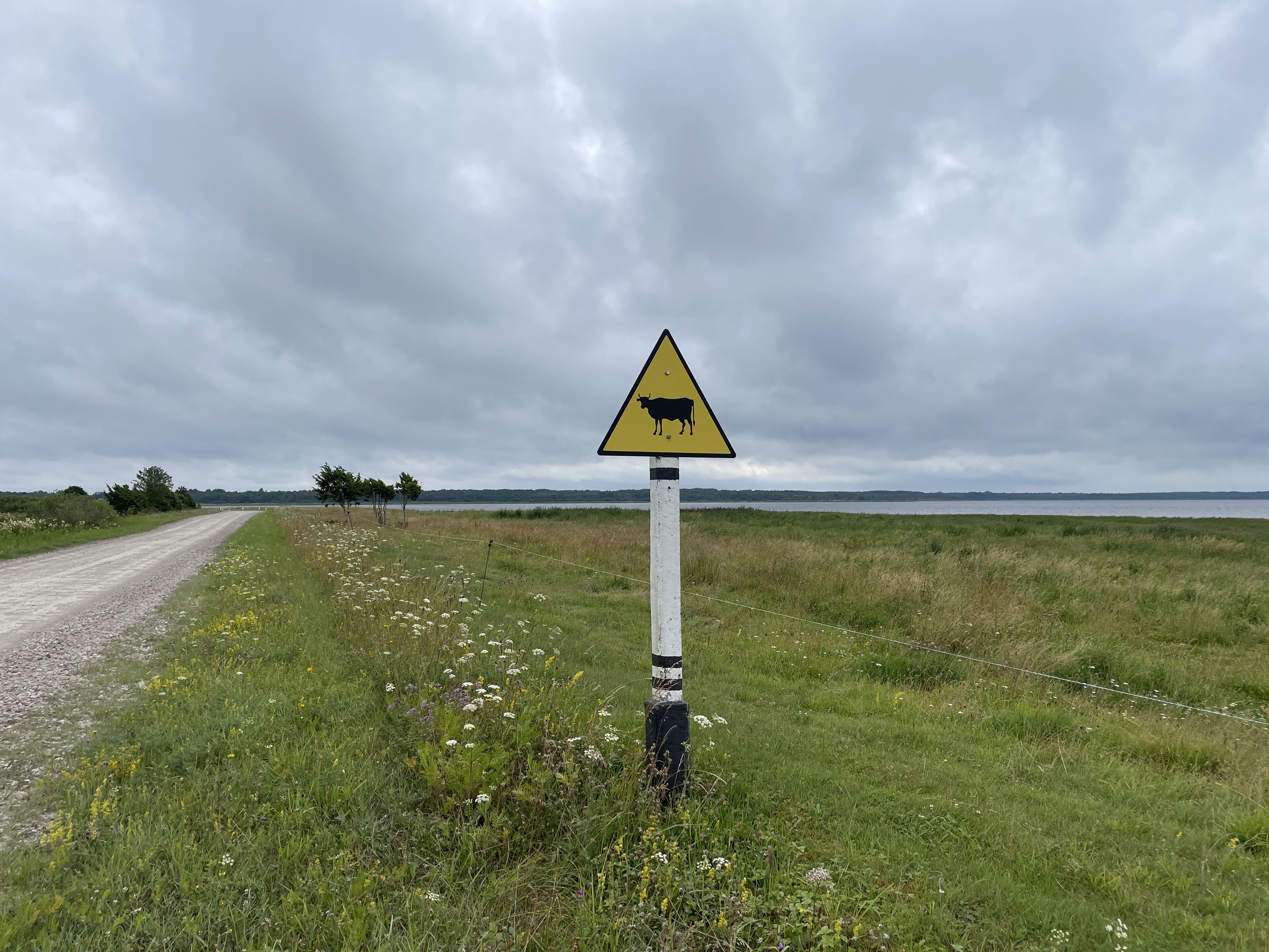 Liiklusmärk, mis hoiatab lehmade eest teel