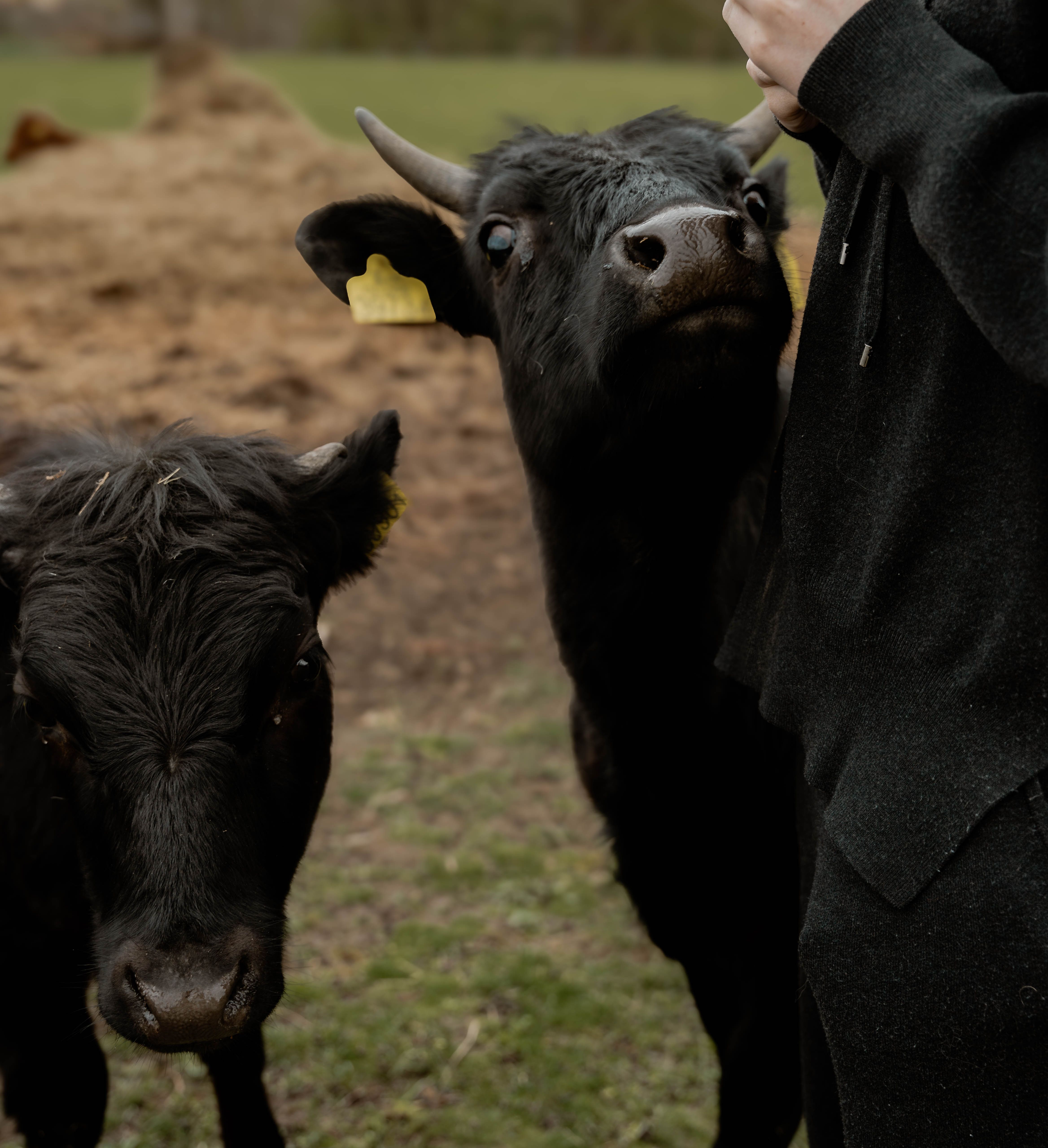 Miniveised Kallaste hobitalus