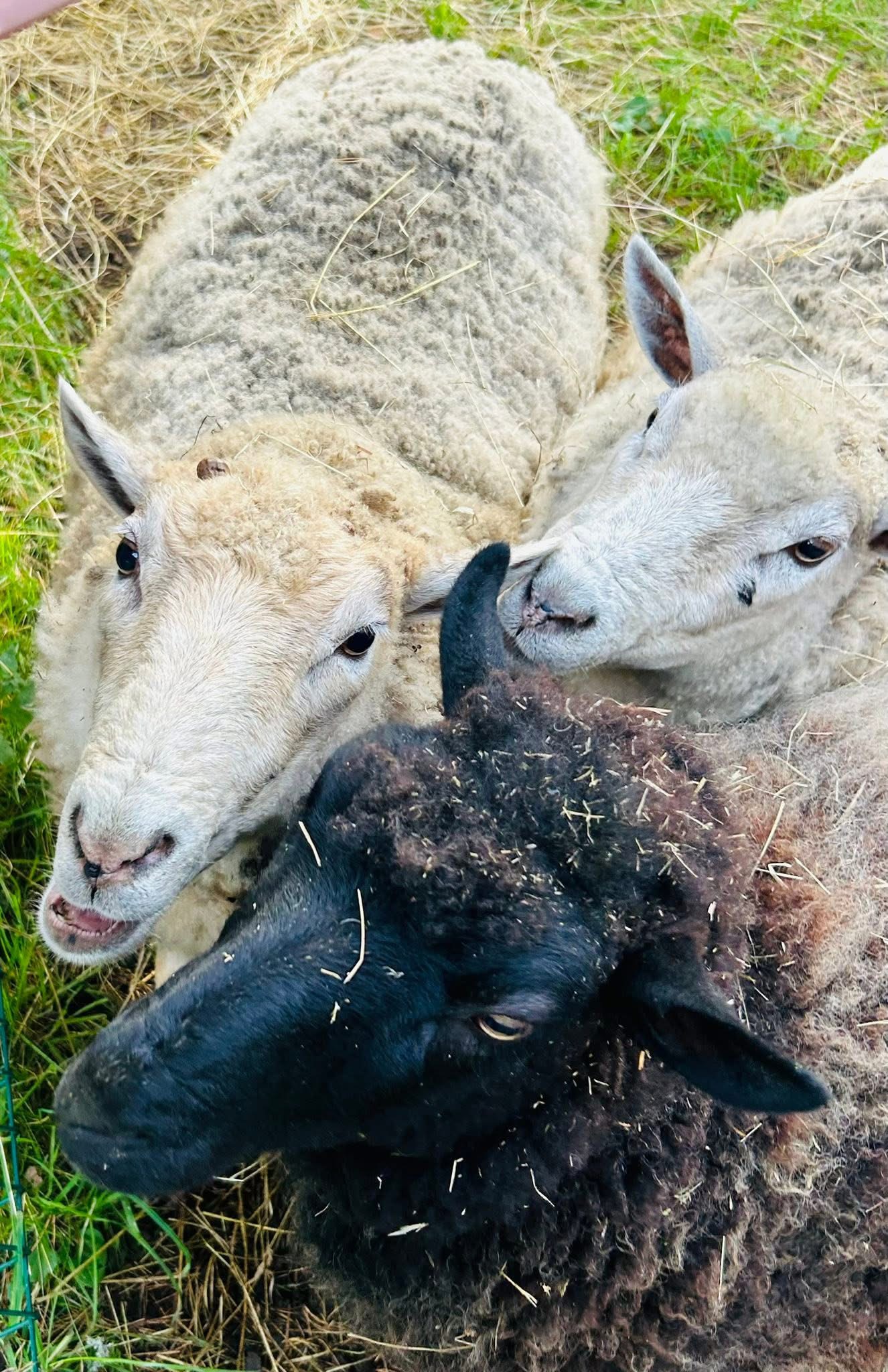 Eesti maalambad Vormsil