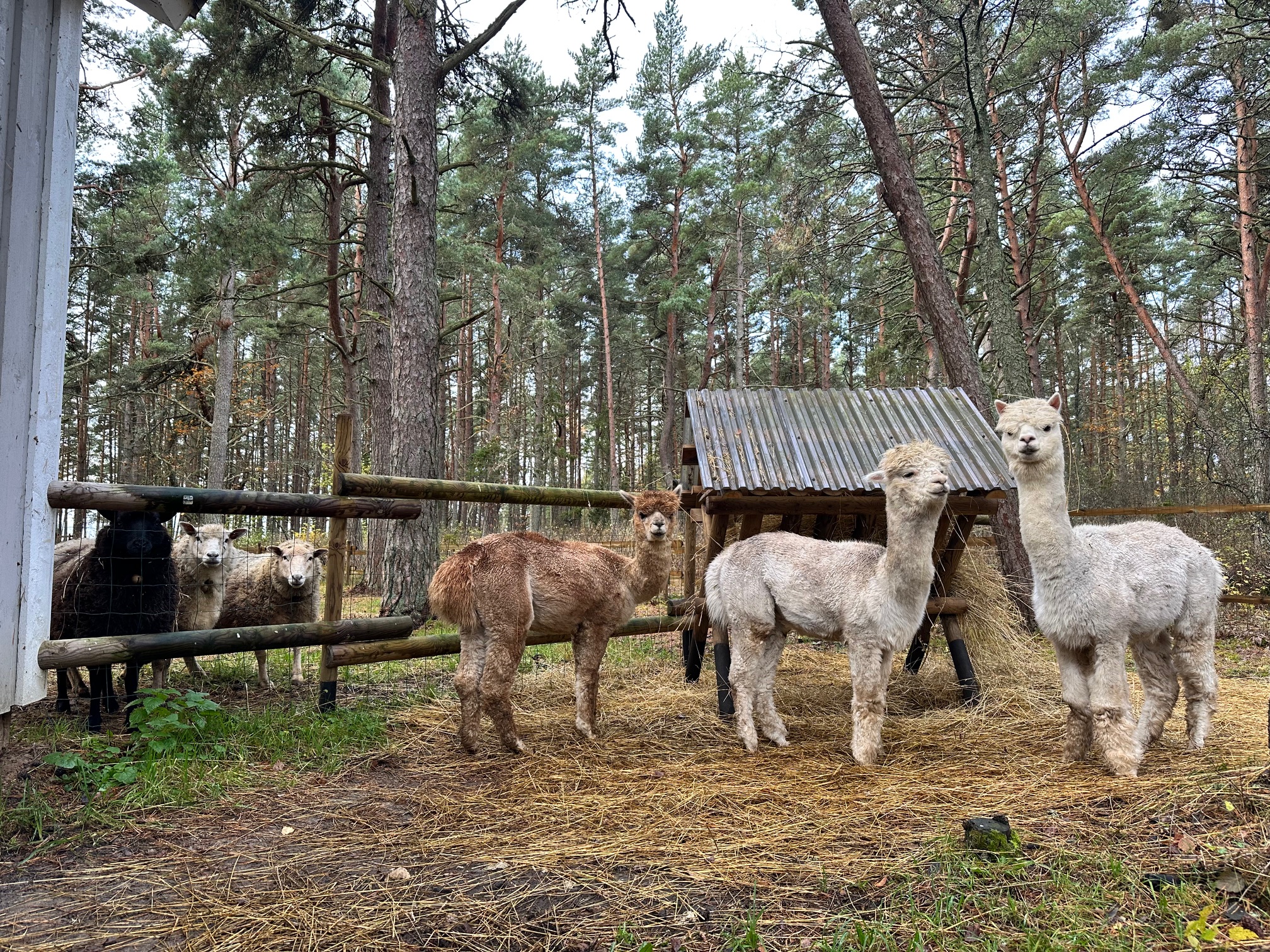 Alpakad Vormsi saare elu nautimas