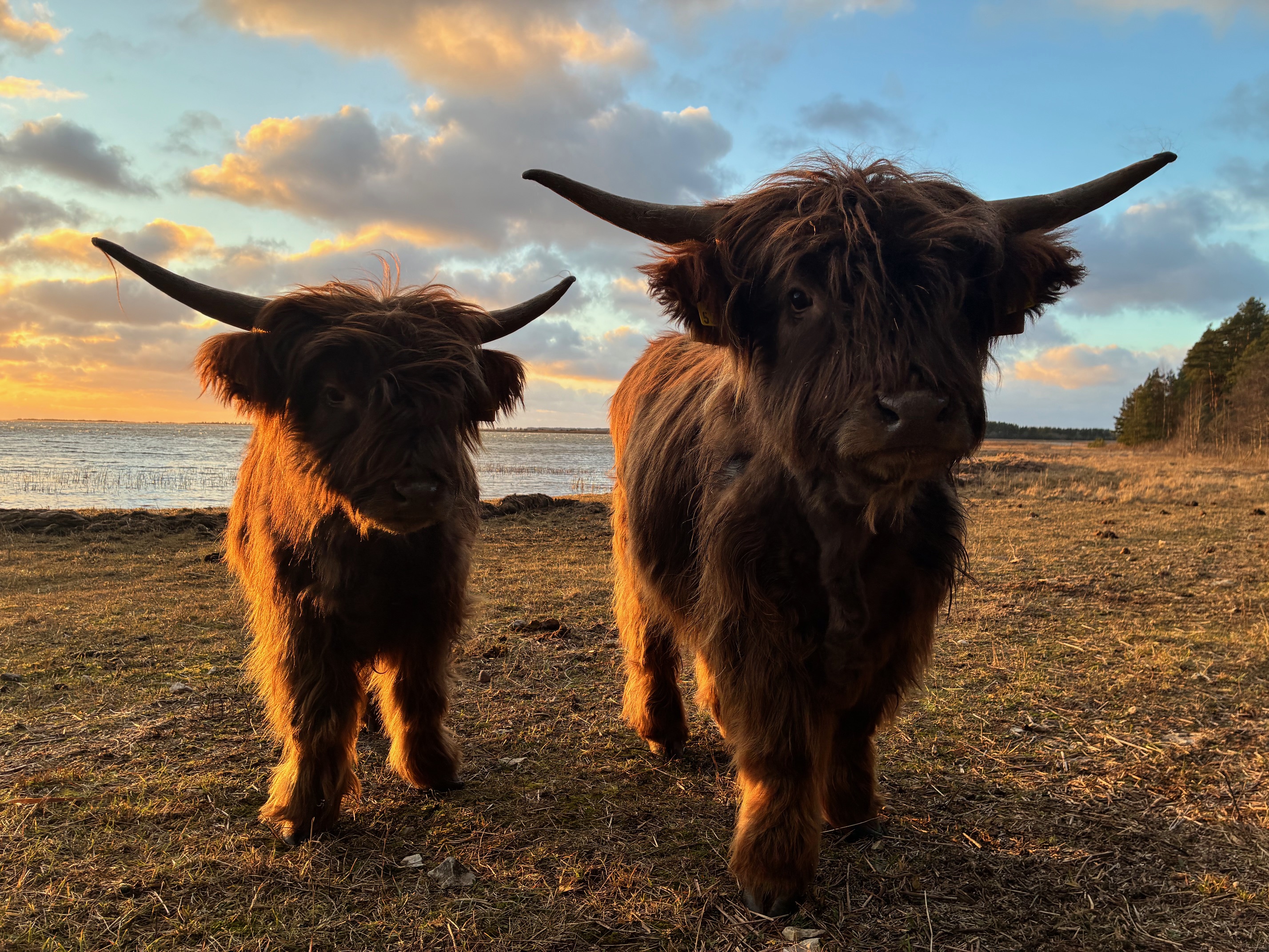 Kaksikud veised Vormsil