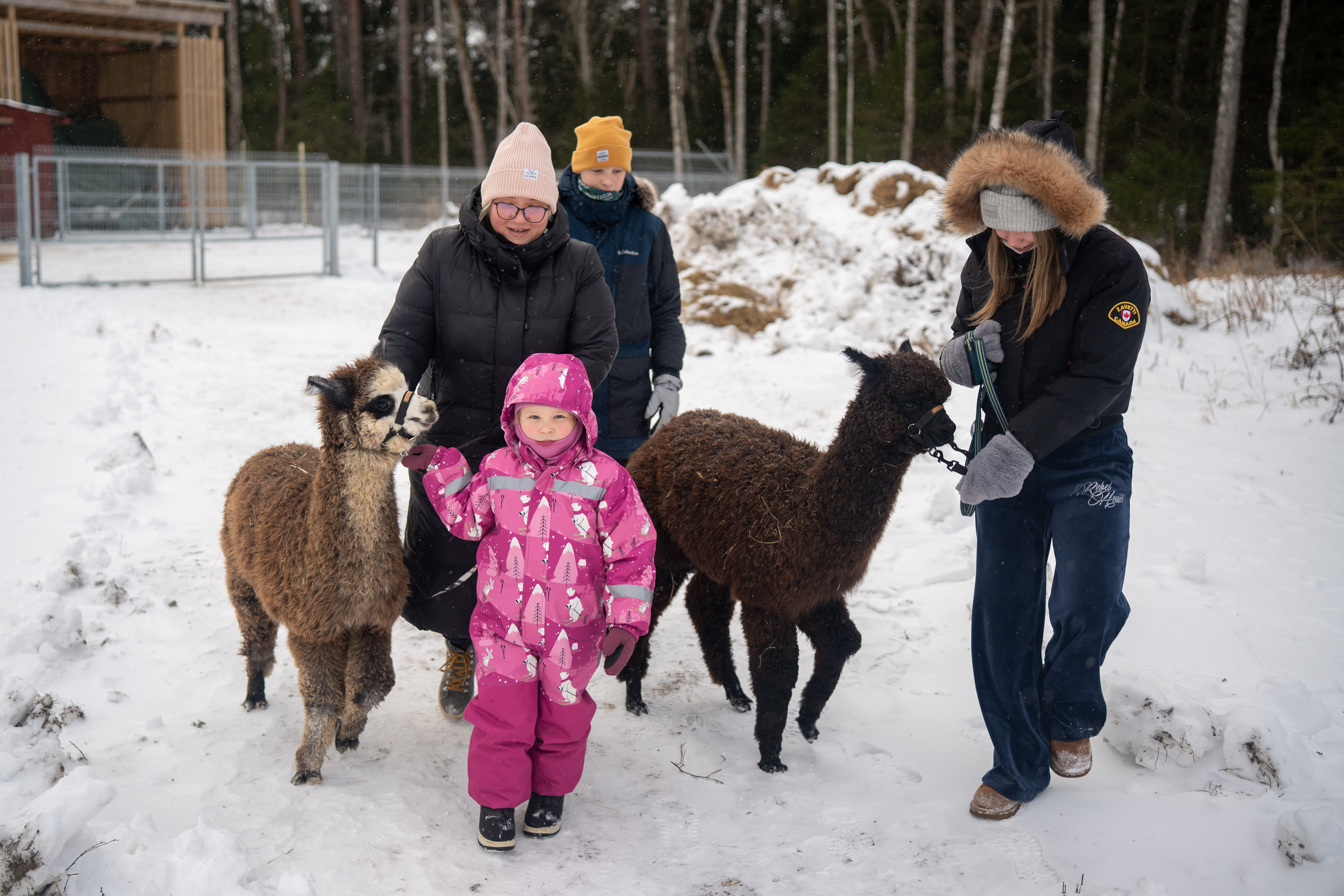 Talvine jalutamine alpakadega Pidula Wakeparkgis Saaremaal