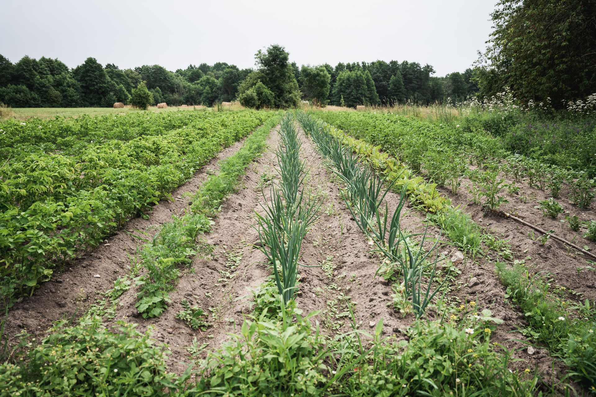 Uiõ-Matu talu põld