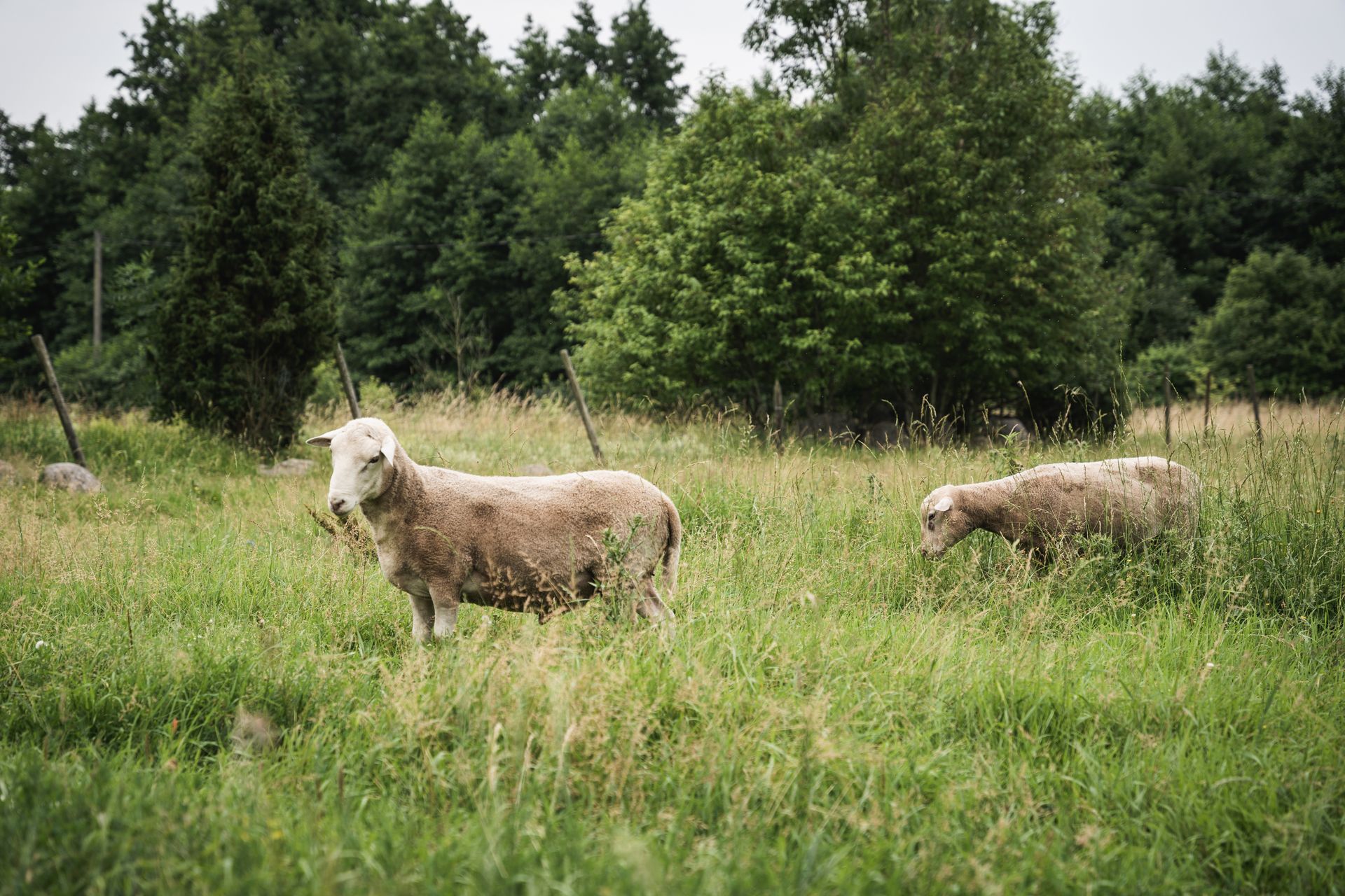Uiõ-Matu talu loomad