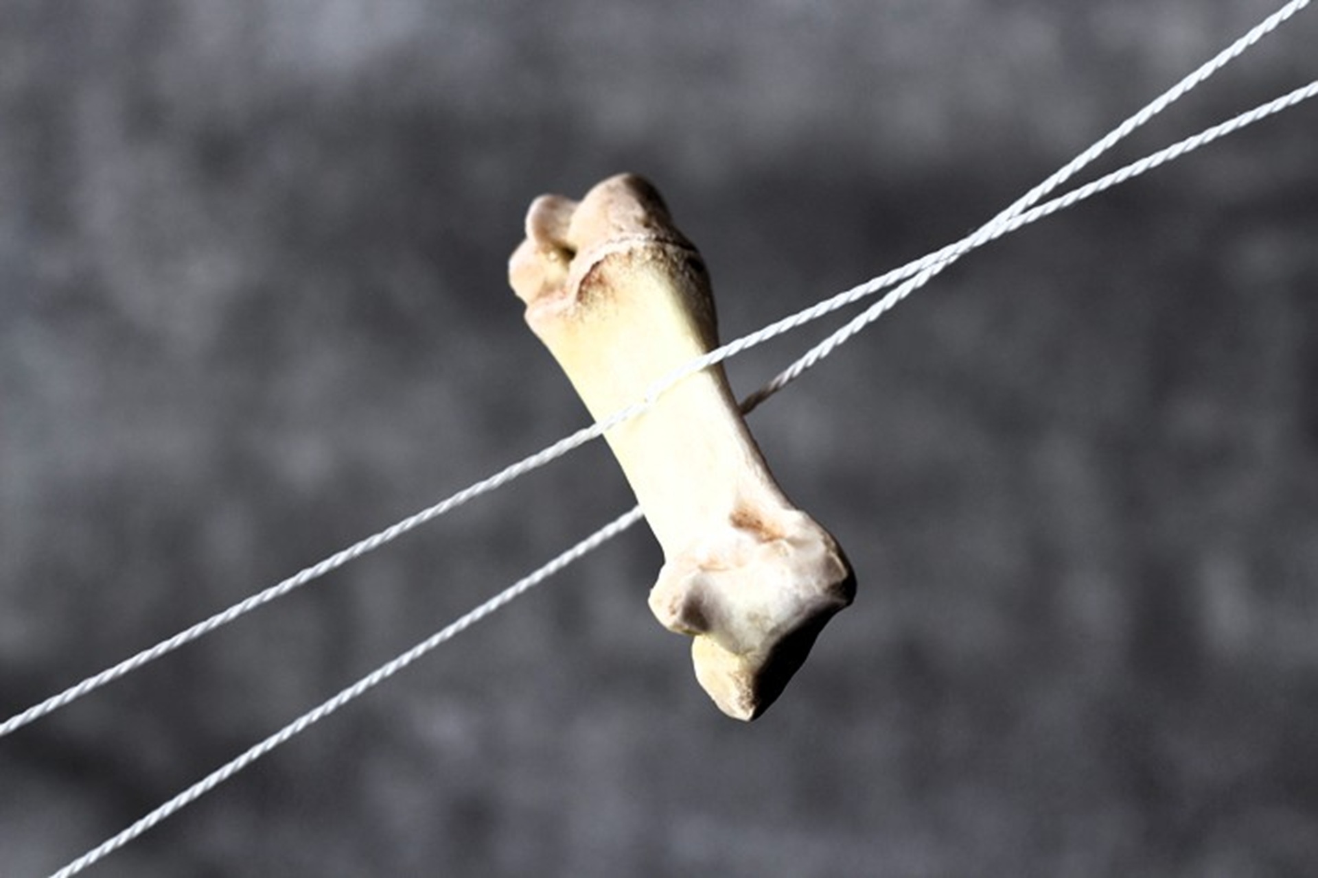 Vastlatrall Tori Hobusekasvanduses