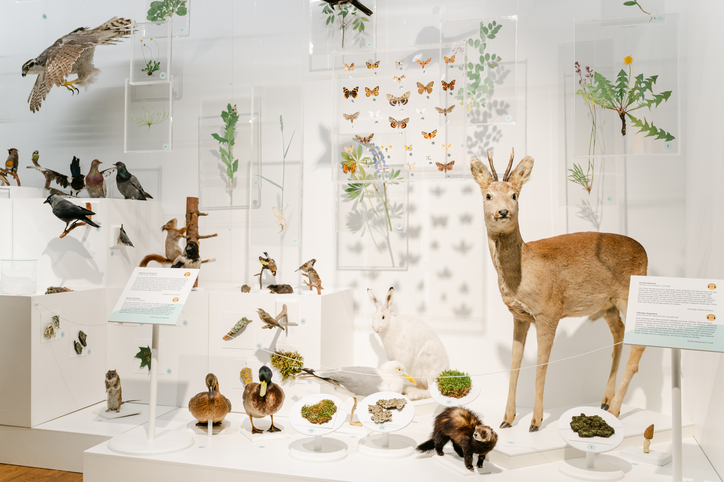 Estonian Museum of Natural History