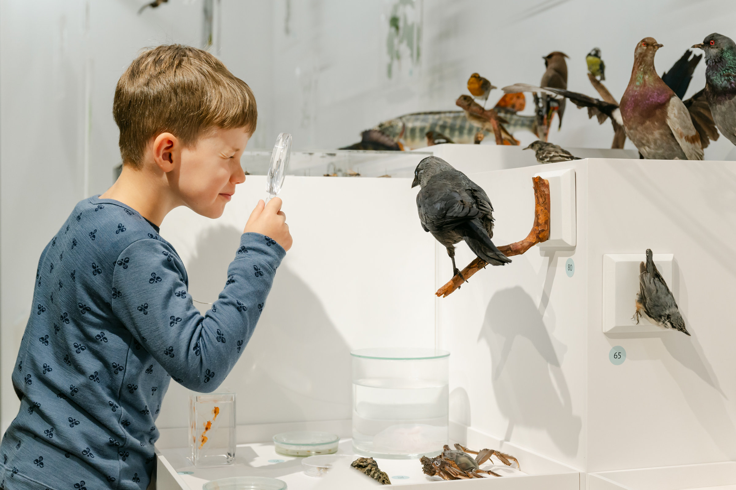 Laps avastamas Eesti Loodusmuuseumi