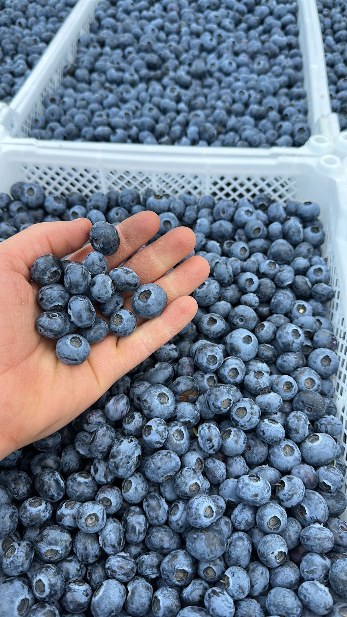 Mustikad TurbaOTT-il