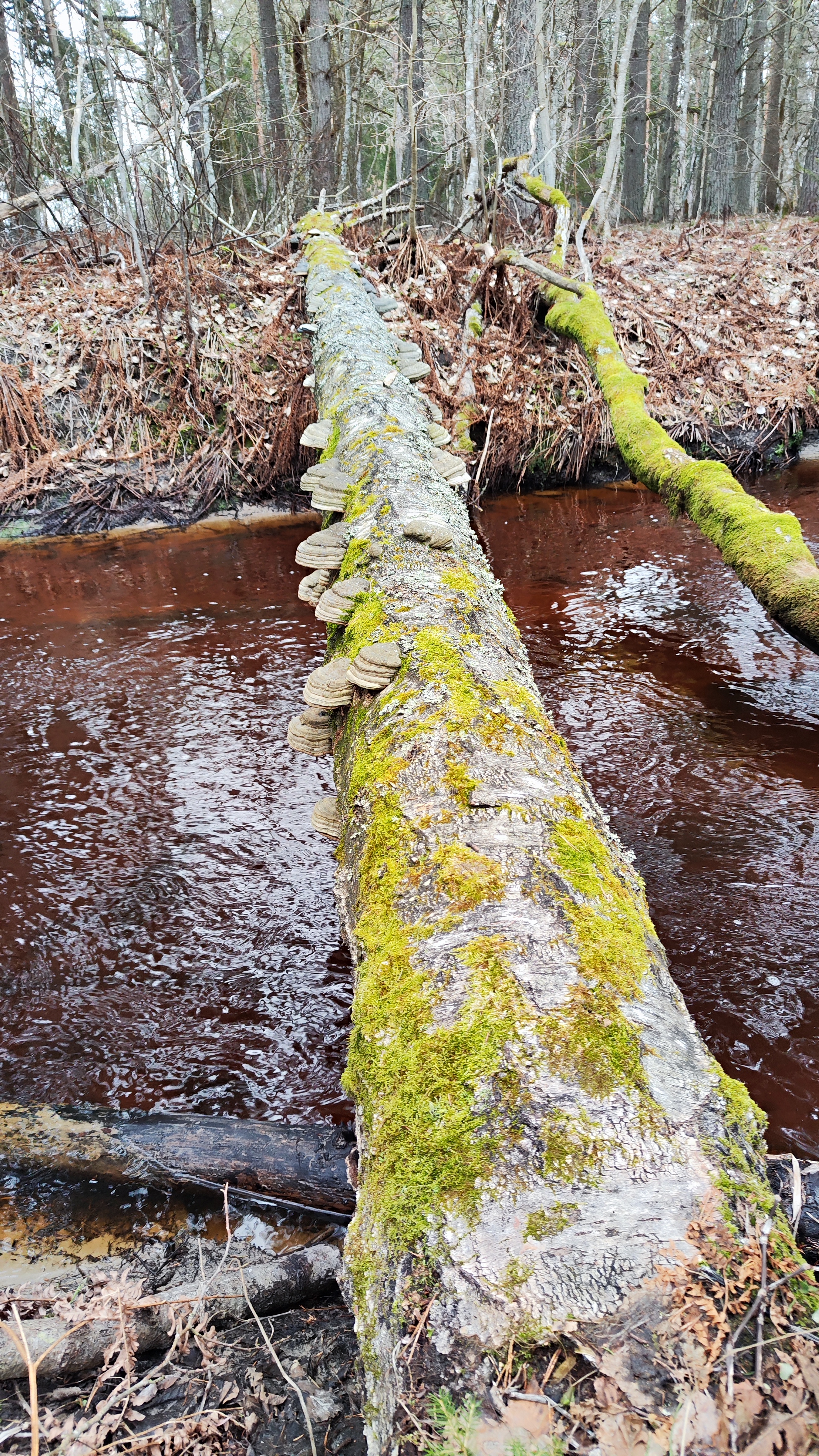 Kaberla oja looduslik sild seentega