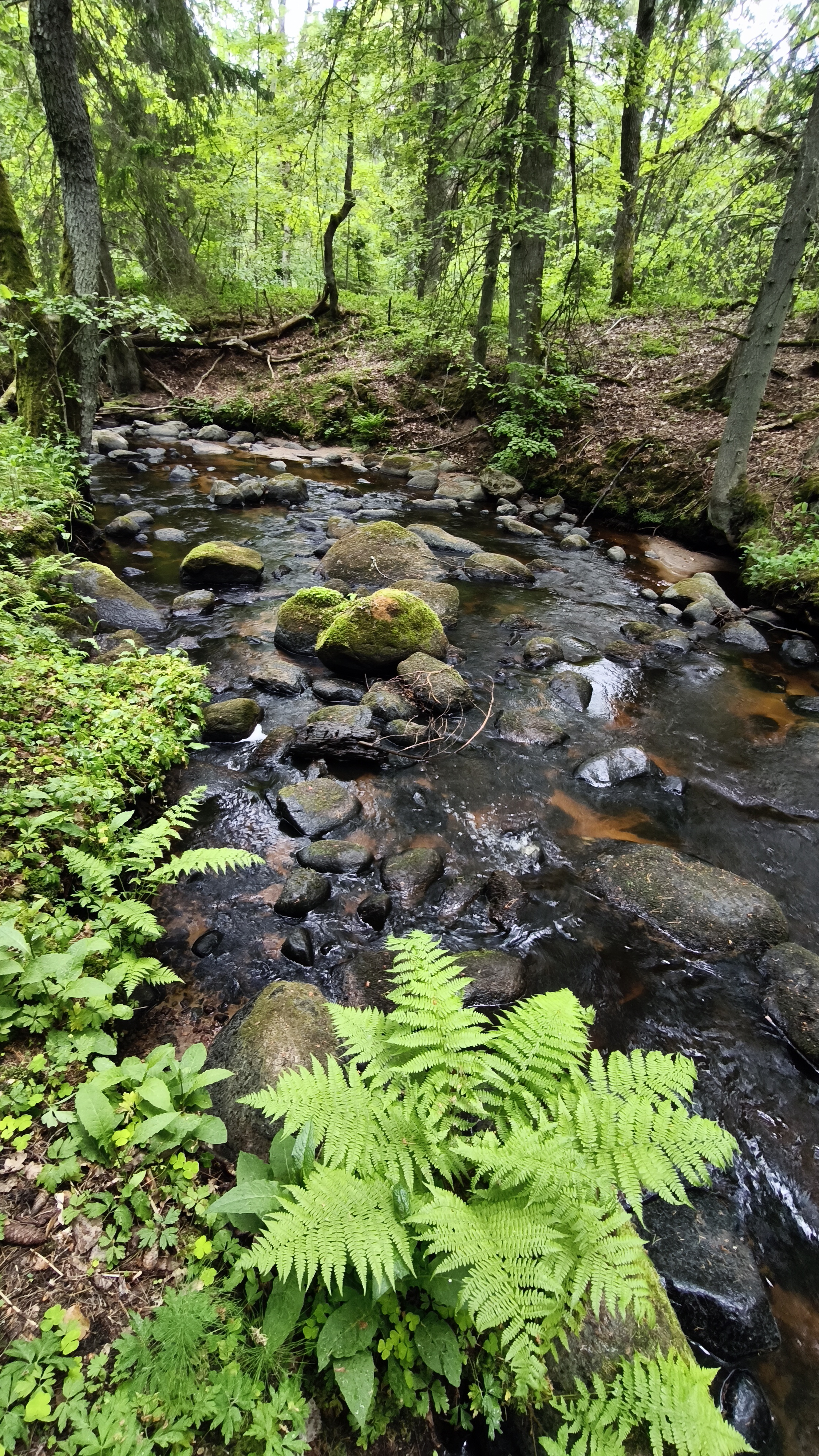 Kaberla oja kärestik