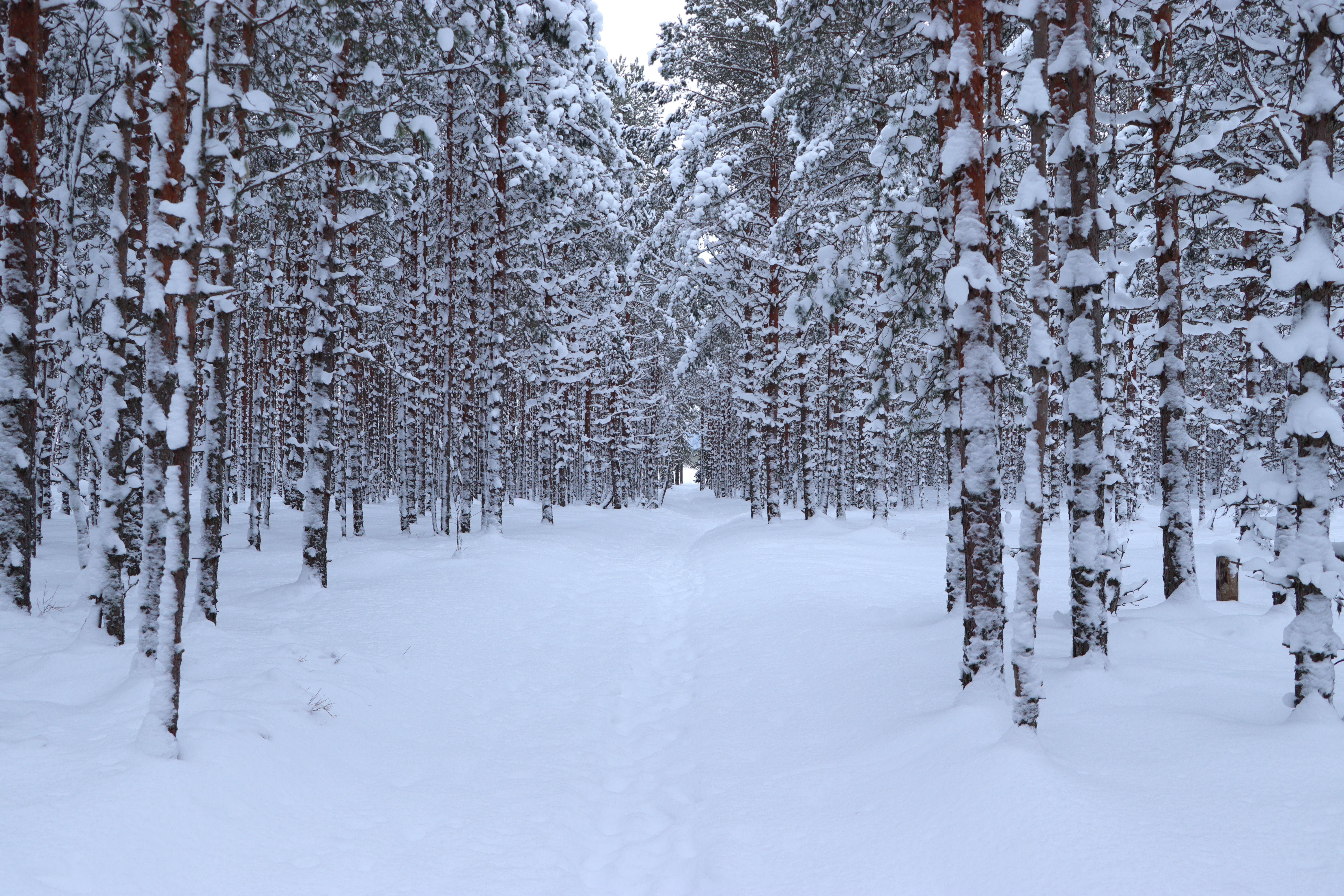 Talvel saab rabani kõndida räätsadega läbi lumise metsa