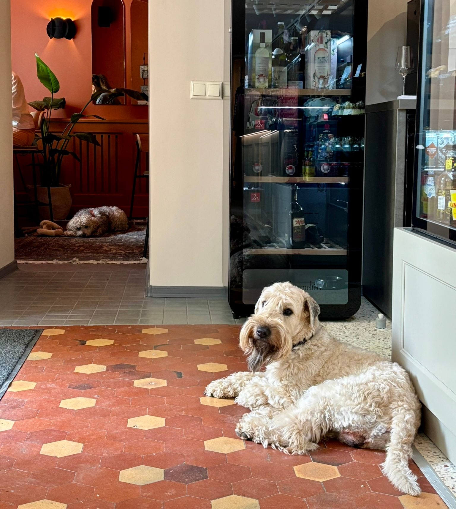 Kohvikusse Aega On! on oodatud ka koerad