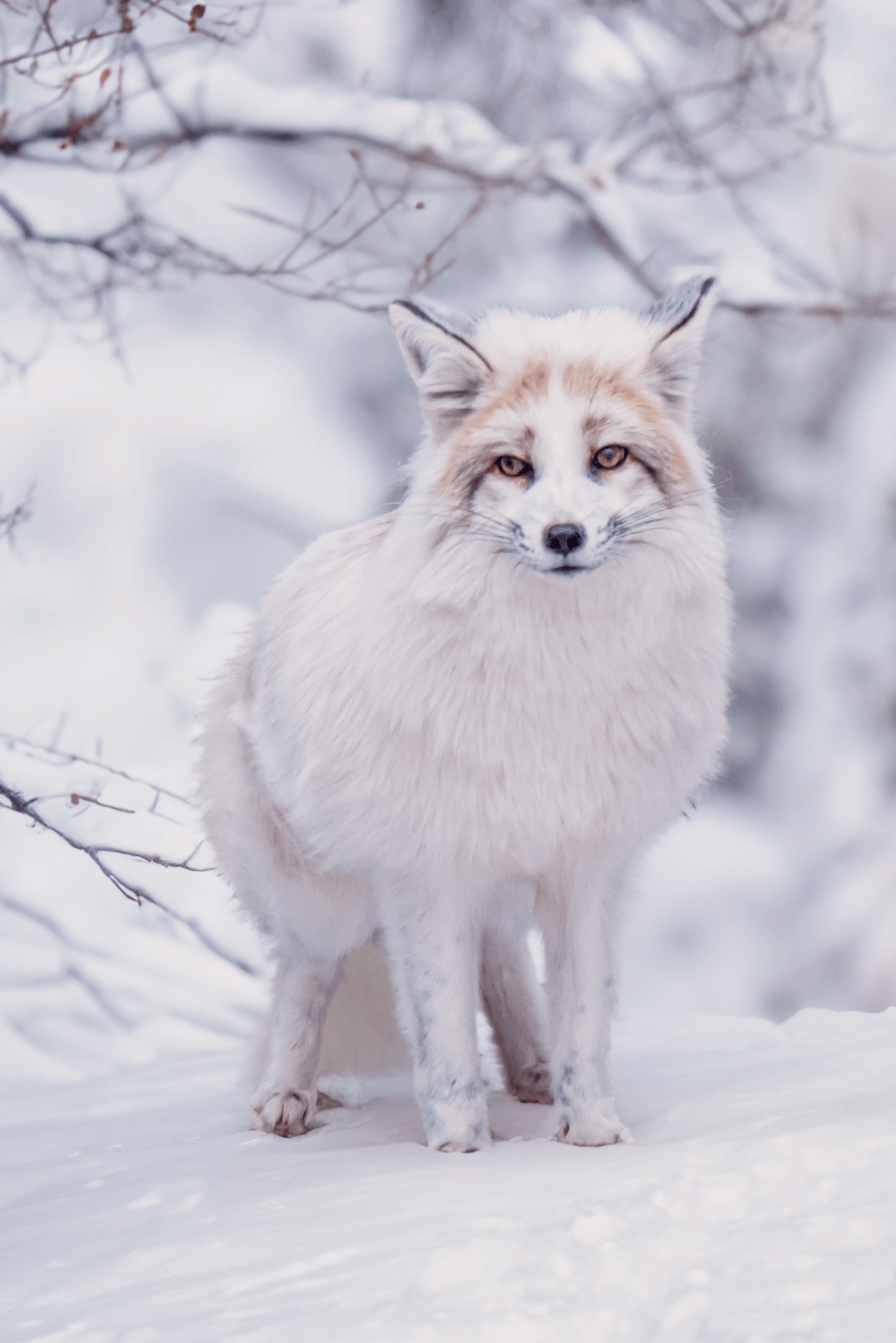 Järvamaal Öötla külas asub üks imeline paik. Oma koduks peavad seda paika jänesed, ponid, eesel, pesukarud, boad ja paljud teised. Näiteks on siin sül