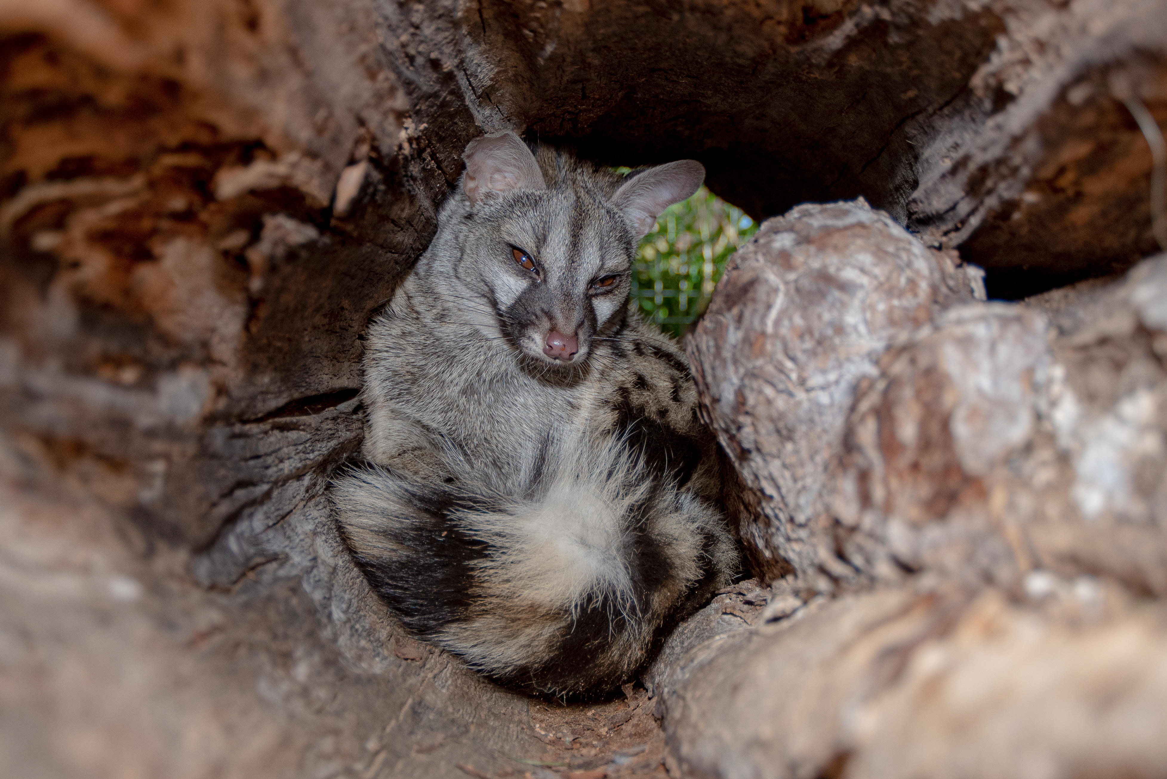 Kaljusalu talu genettkass Gennu