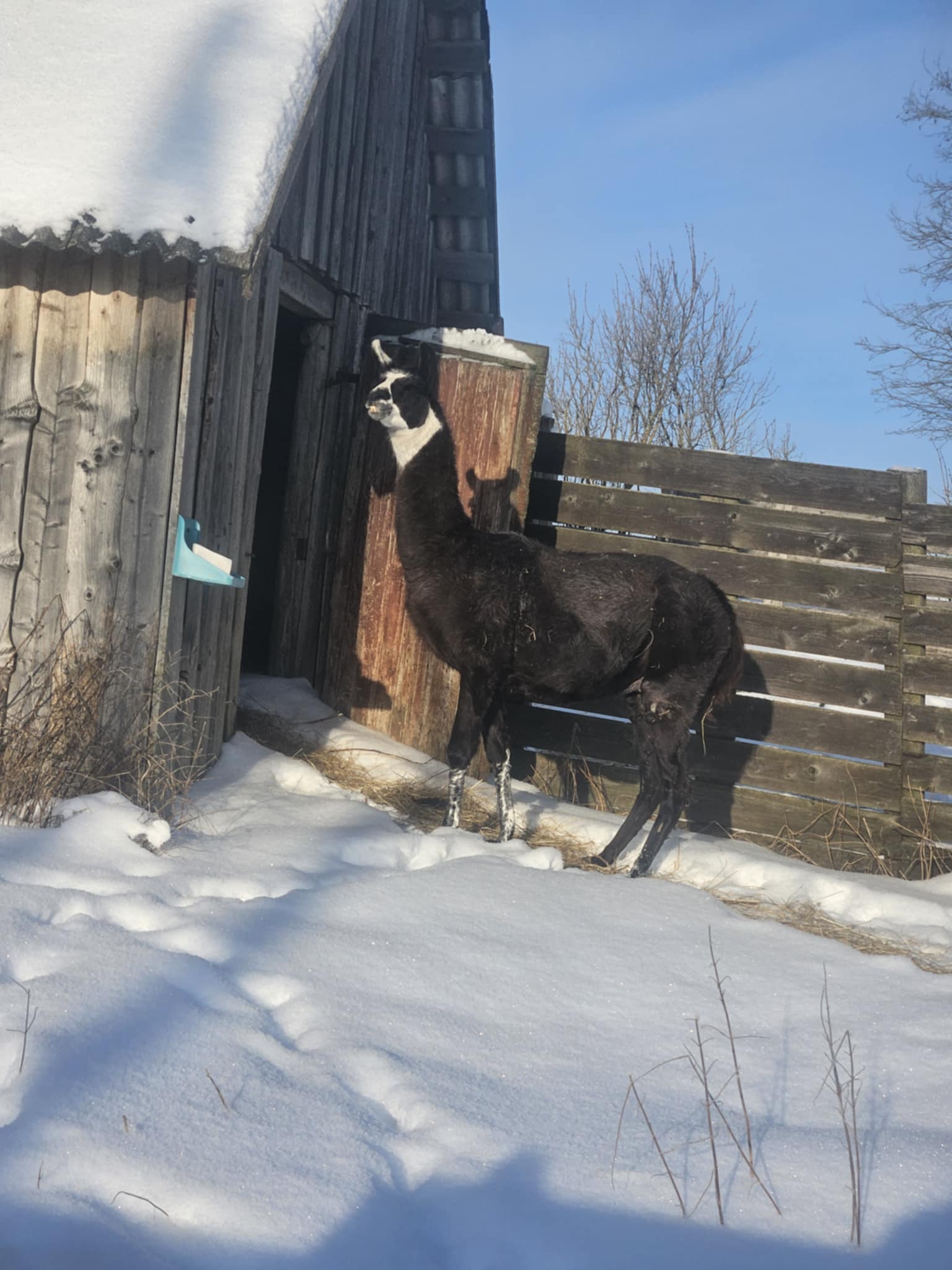 Kaljusalu talu laama Eddi