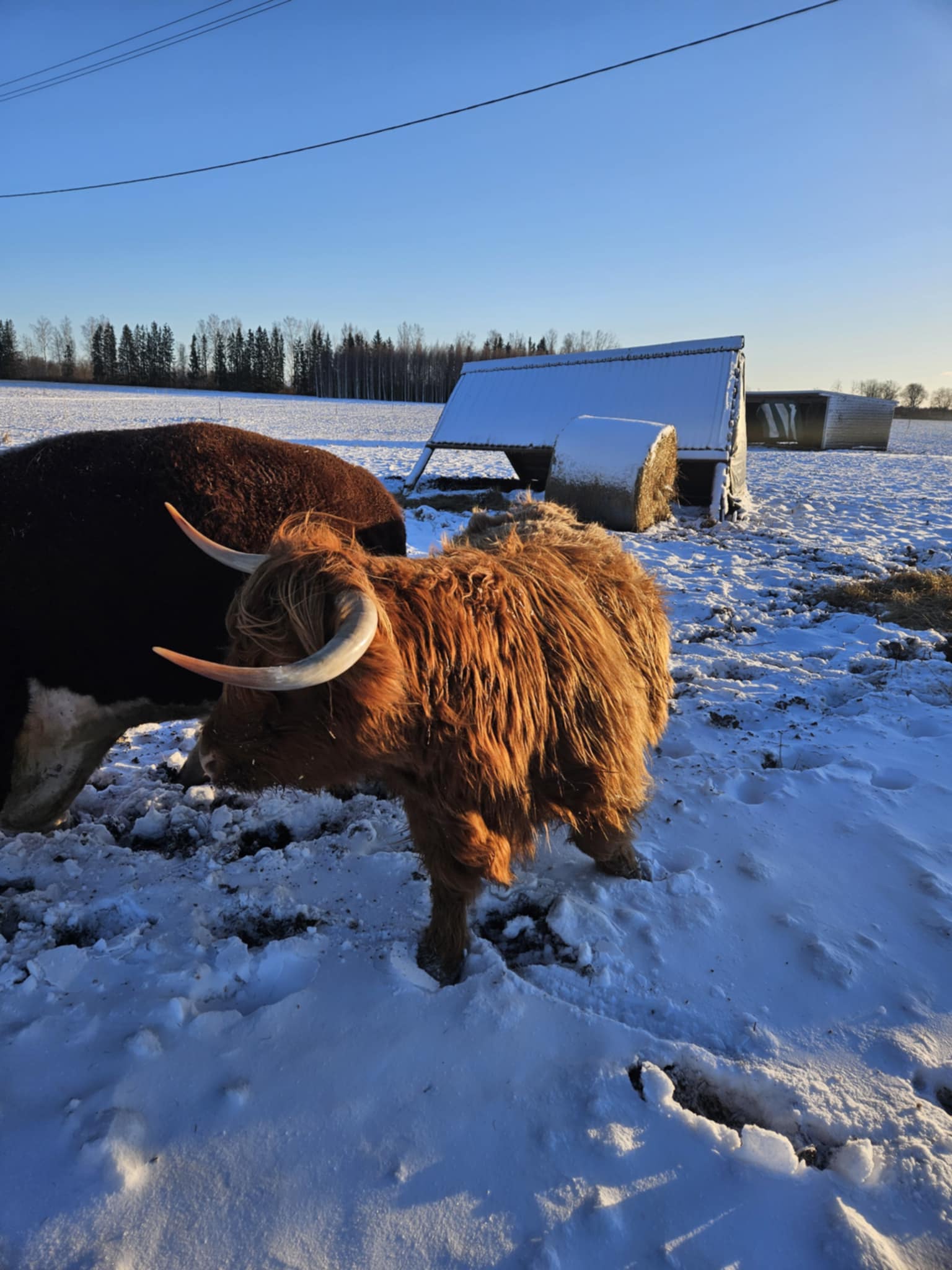 Kaljusalu talu mägiveis Anni