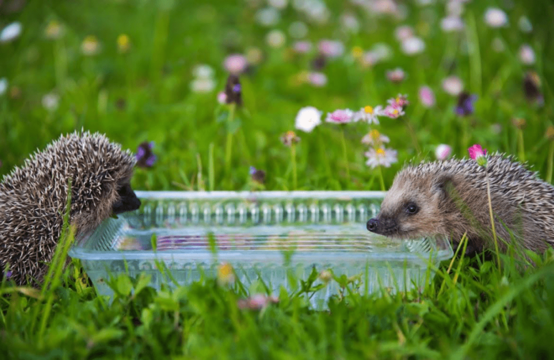 Uudishimuhommik SIIL - MUHK / Eesti Põllumajandusmuuseumis