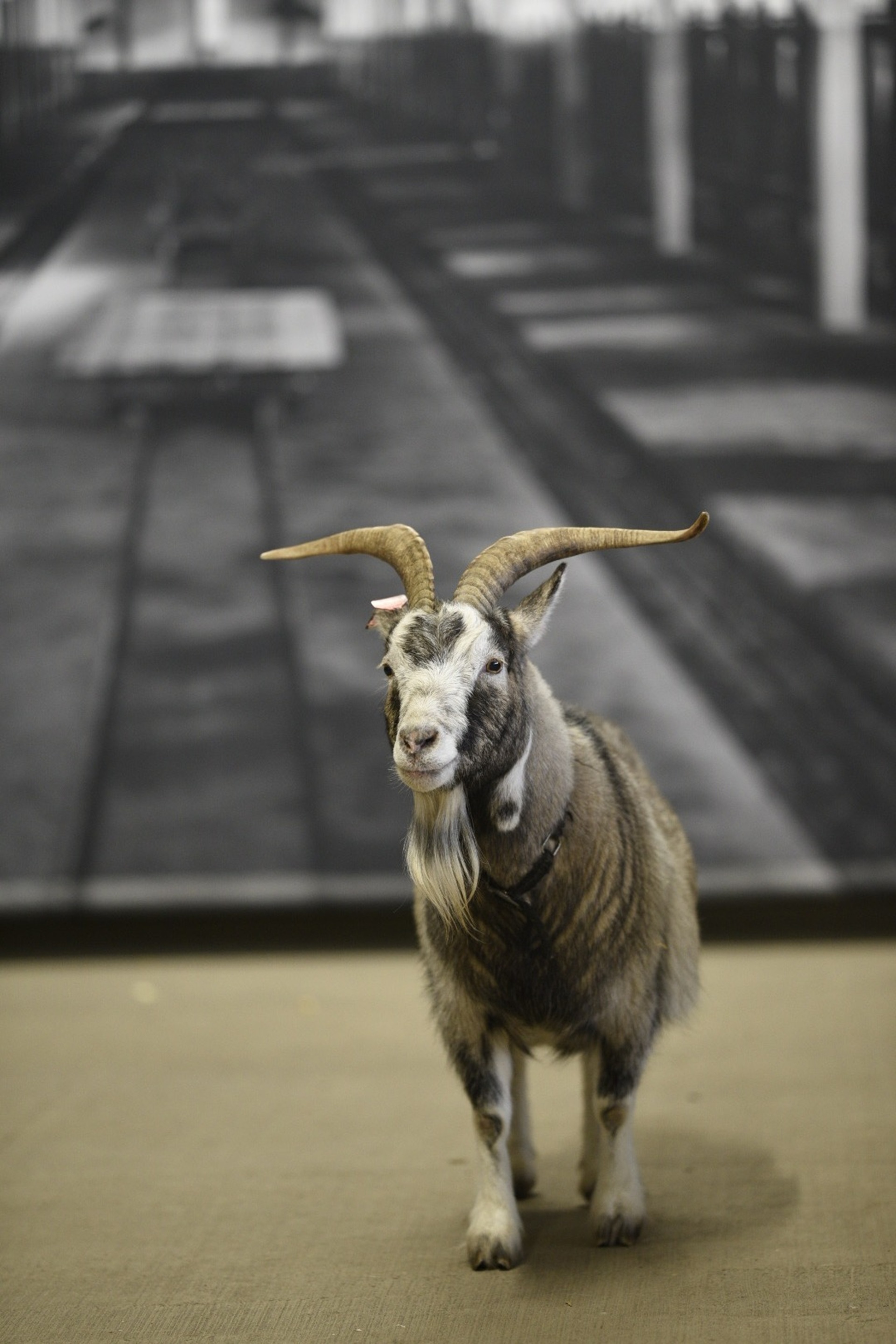 Uudishimuhommik LAUDAELU - MUHK / Eesti Põllumajandusmuuseumis