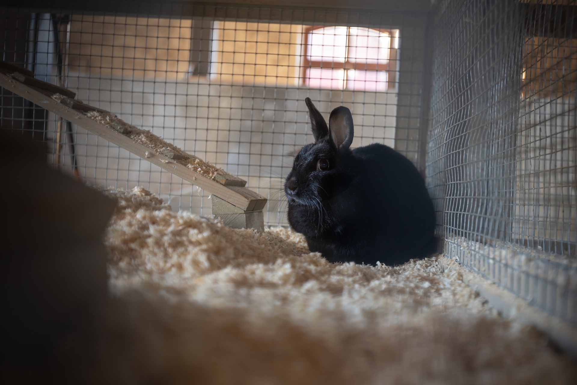 Uudishimuhommik LAUDAELU - MUHK / Eesti Põllumajandusmuuseumis