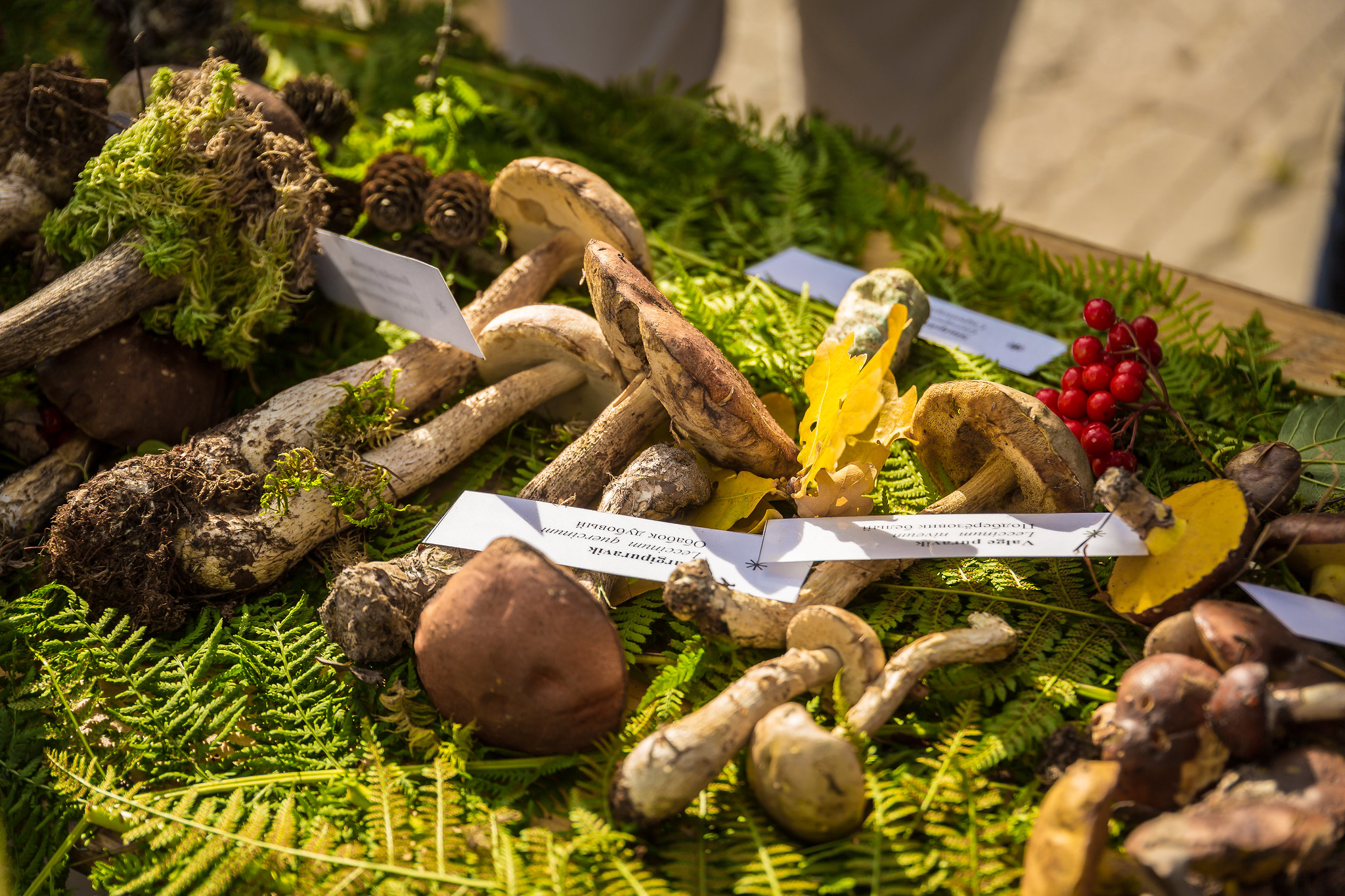 Seenenäitus Hiidlaste sügislaadal