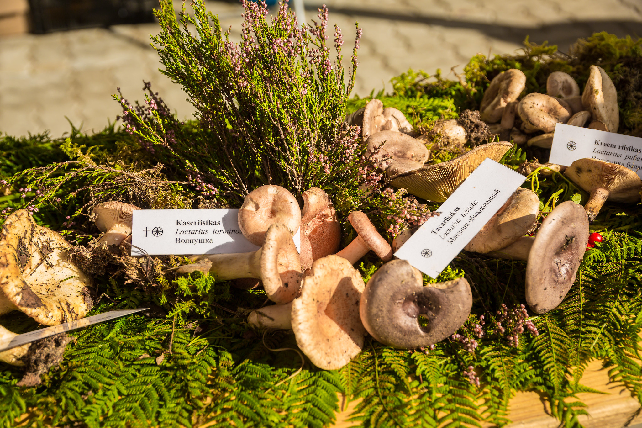 Seenenäitus Hiidlaste sügislaadal