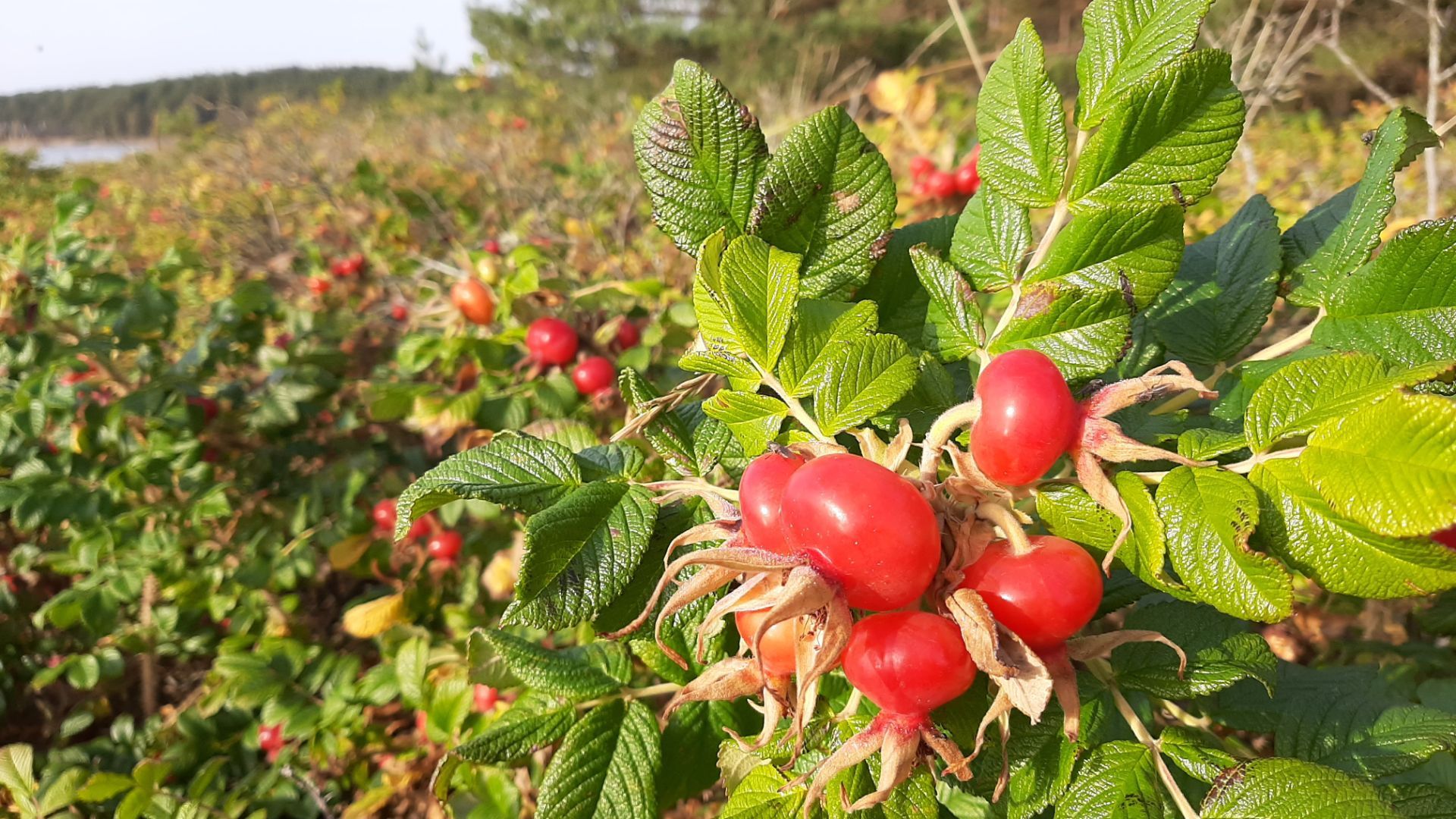 Tuuril tutvume ka Eesti looduse taimedega