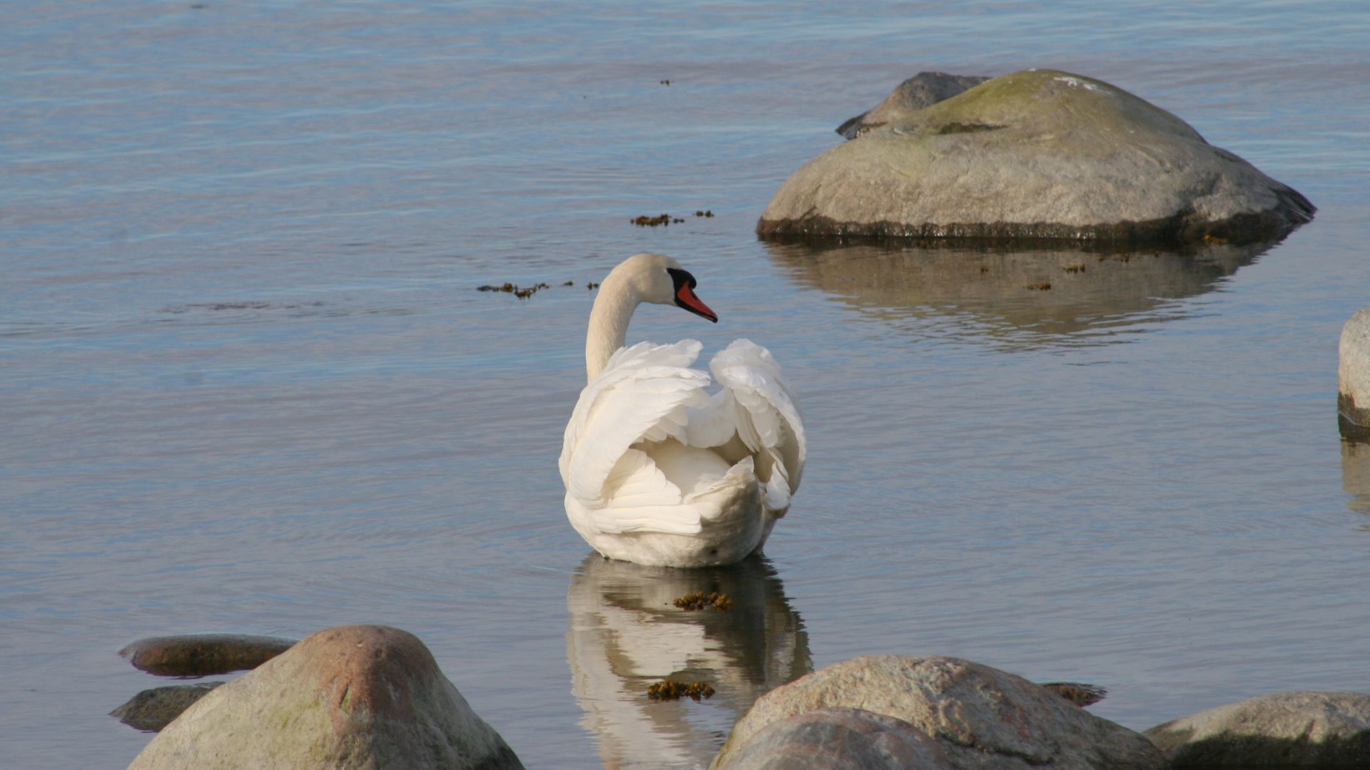 Veelindude vaatlus tuuril- valge kühmnokk-luik merel