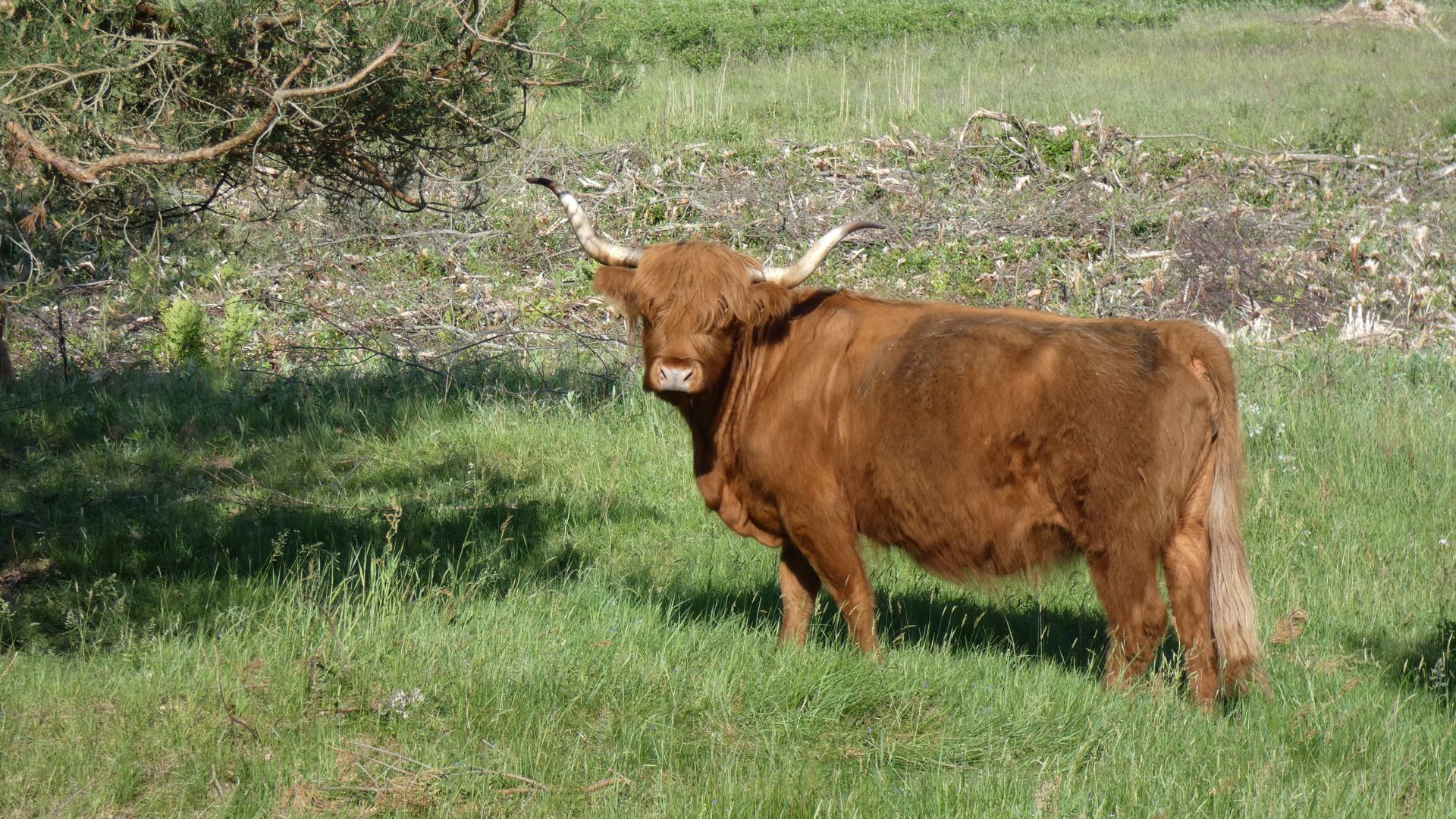 Linnuvaatlustuuril kohtume ka loomadega