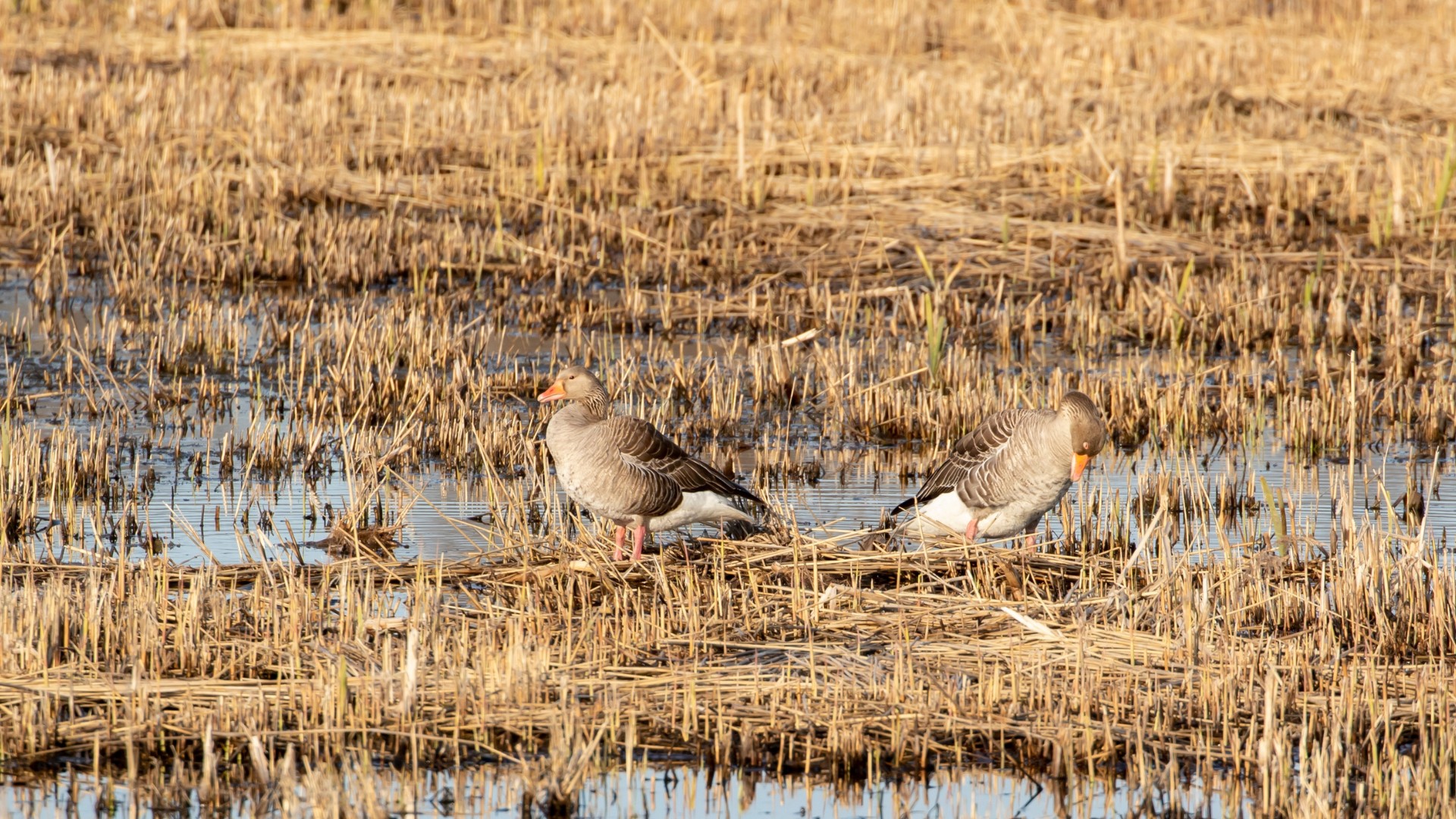 Paljassaare poolsaare linnustik- hanelised roostikus