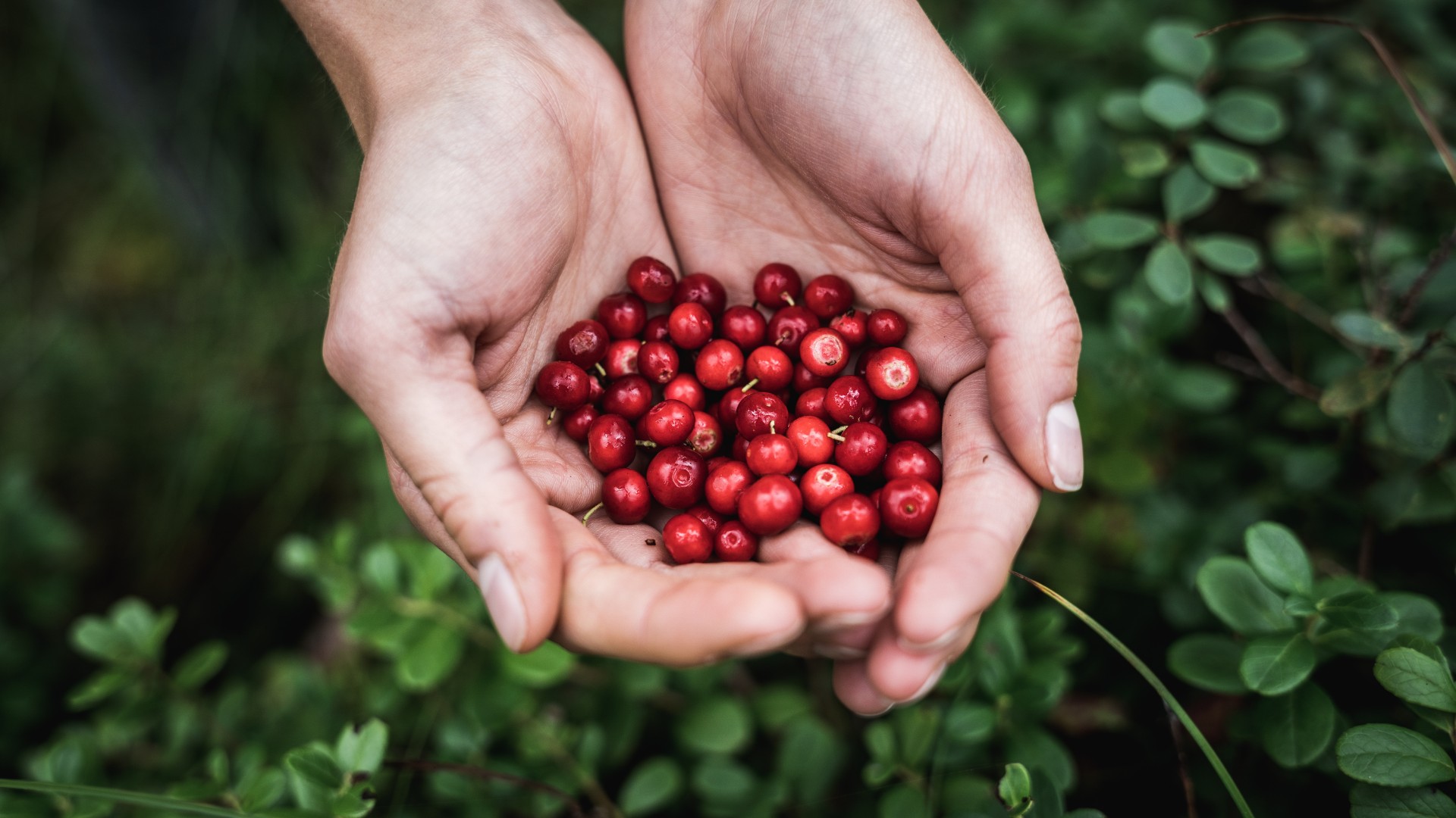 Reife Preiselbeeren in einer Hand