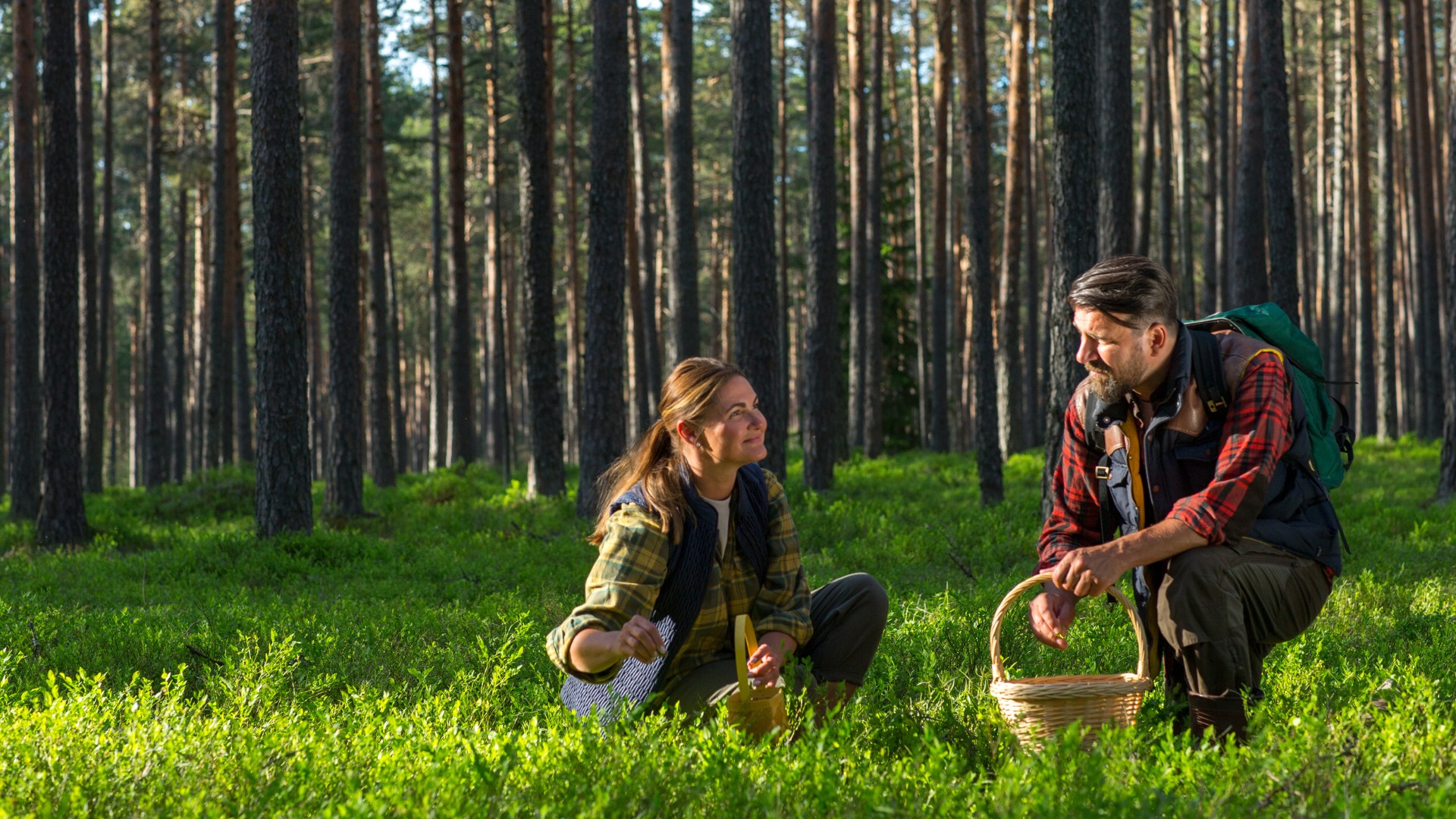 Paar korjamas männimetsas mustikaid
