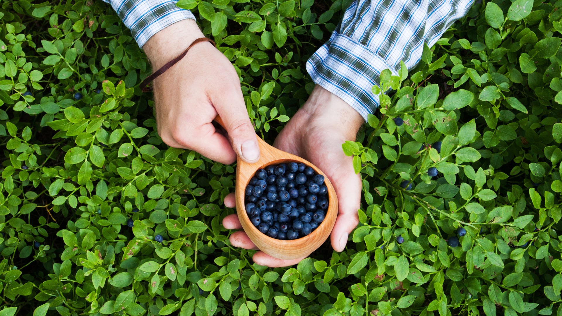 Mustikaid täis tops käte vahel, all mustikapõõsad