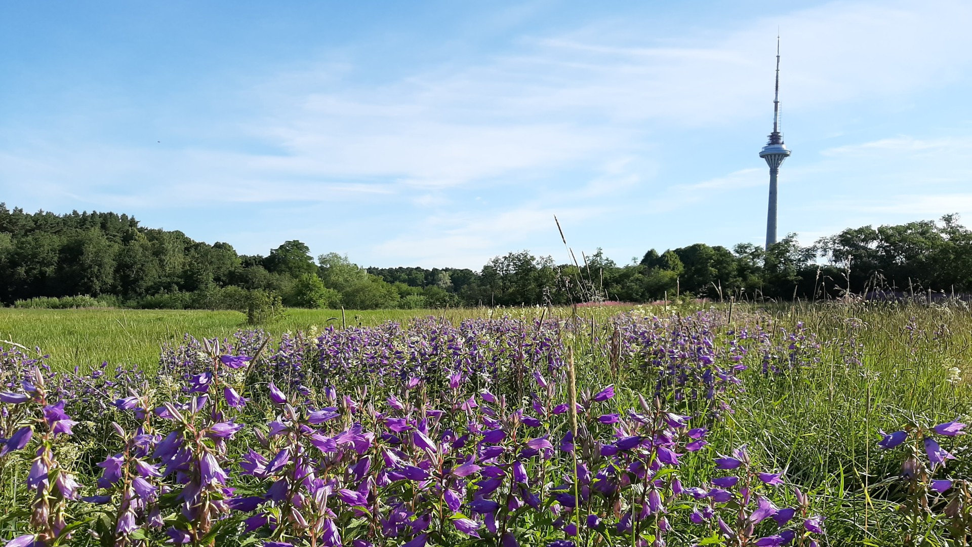Suvine vaade üle õitsva niidu Tallinna teletornile