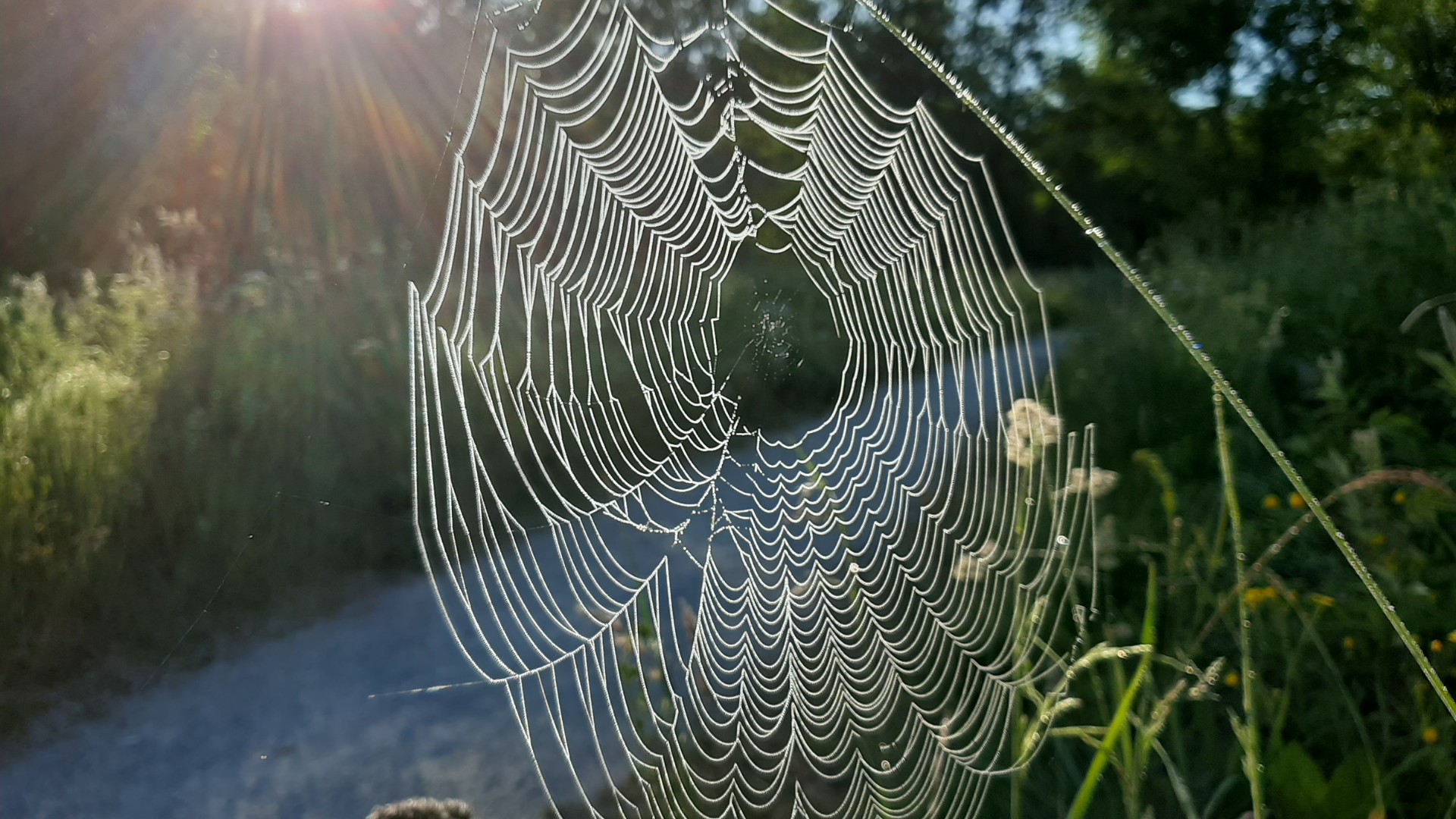 Ämblikuvõrk hommikuse päikese käes